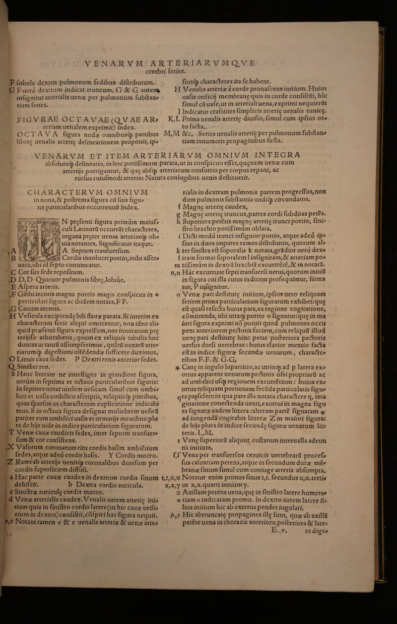 VENARVM ARTER IARVM Q_V E cerebri feries» F fobole dextris pulmonum fedibus didributum. G Fuero dextrum indicat truncum» G &C G autem* infignicur arterialis uenx per pulmonum fubdan* tiam feries» fiusqj characteres ita fe habent» H Venalis arteria? a corde pronafcens initium. Huius uafis orificfj membrane quia in corde confidut, hic fimul cu uafe,ut in arterialiuena,exprimi nequierut 1 Indicatur crafsicies fimplicis arterig uenalis tunicg. K,L Prima uenalis arterig diuifio, fimul cum ipfius or* ---*__ tufa da;. OCTAVA figura nuda: omnibus^ partibus M,M &c» Series uenalis arterig per pulmonum fubdan* libere uenalis arterig delineationem proponit,ip* tiam innumeris propaginibus fada. FIGVRAE OCT AVAE (QVAE AR* teriam uenalem exprimit) Index. VENARVM ET ITEM ARTER! ARVM OMNIVM INTEGRA abfolutacp delineatio, in hoc potiflimum parata,utin confpicuo eiTet,qugnam uena: cum arteriijs porrigantur, & qug abfqp arteriarum confortio per corpus repant, ac rurfus cuiufmodi arterias Natura coniugibus. uenis dedituerit. CHARACTERVM OMNIVM in nona,3£ podrema figura cu fuis figu* ris particularibus occurrentiu Index. i ' r i • r v ■ ! / i N prffenti figura primum maiuf* culi Latinoru occurrut charaderes, I organa preter uenas arter/ascp ob* ^;uianotantes, Significatur itaque» ^ || A Septum tranfuerfum. _Ut Cordis inuolucriportio,inibi affero uata,ubi id fepto continuatur. C Cor fua federepofitum. ,D D,D Quatuor pulmonis ftbre,lobiue» E Afpera arteria. ,F Gibbi iecoris magna portio magis confpicuain 4 perticulari figura ac ibidem notata,F F. ,G Cauum iecoris. H Veficula excip/endg bili flauce parata.Si interim ex charaderum ferie aliqui omittantur, non ideo ali* quid praefenti figura expreffiim,nos innotatum prg terrjffe arbitraberis, quum ex reliquis tabulis huc duntaxat tantu affiimpfcrimus , quatu uenaru arte* riarumcj digedioniodedenda: fufFicere duximus» O Lienis cana fedes. P Dextri renis anterior fedes. Q^Siniderren. SHanc literam ne inuediges in grandiore figura, uerum in feptima et odaua particularibus figuris: In feptima notat uirilem ueficam fimul cum umbi* lico et uafis umbilico aferiptis., rcliquiscp partibus, quas fparfim in charaderum explicatione indicabi mus.S in odaua figura defignat muliebrem uefica pariter cum umbilici uafis et urmarijs meatibusiplu ra dehrjs uidc in indice particularium figurarum. T Venae caute caudicis fedes, inter feptum tranfuer* fum & cor confidens. ,X Vaforum coronarum ritu cordis bafim ambietium fedes,atque adeo cordis bafis. Y Cordis mucro. Z Rami ab arterrjs ueniscp coronalibus deorfum per cordis fuperficiem diffufi. a Hac parte cauae caudex in dextrum cordis finum dehifeit. b Dextra cordis auricula. c Siniftrae auricule cordis mucro. ! d Venae arterialis caudex. Venalis autem arterig ini* tium quia in finiftro cordis latere(ut hic caute orifi* cium in dextro) confidit,cofpici hac figura nequit. e,e Notant tamen e &C e uenalis arteriae & nente arte* miis in dextram pulmonis partem progreflus,non dum pulmonis fubdantia undicp circundatos. f Magng arterie caudex, g Magng arterig truncus,partes cordi fubditas petes, h Superiora petetis magng arterig trunci portio, fini- dro brachio potiifimum oblata» i Didi modo trunci infigmorportio, atque adeo ip* fius in duos impares ramos didributio, quorum ab* Jc terfinidraedfoporalis k notata,gradior uerodex* 1 tram format foporalem 1 infignitam,& arteriam po* m tilfimum in dextru brachiu excurrrete,& m notata. n,n Hac excurrunt fepti tranfuerfi nerui,quorum initiil in figura cui illa cuius indicem profequimur, firma tur, P i%fignitur. . o Venae parideditutg initium,ipfius liero reliquam feriem prima particularium figurarum exhibet:qug ed quafi refeda huius pars,ea regione cogitatione, comittenda, ubi utracp portio o fignatunqug in ma iori figura exprimi no potuit quod pulmones occu pent anteriorem pedoris faciem,cum reliquu illud uengpari deditute hinc petat poderiora pedoris uerfusdorfi uertebras: huius clarior mentio fada ed in indice figurae fecundae uenarum, charade^ ribus F.F. 8C G.G» Cauginiugulobiparticio,acutrinq5ad p latera ex* ortus apparent uenarum pedoris ofsi propriaru ac ad umbilici ufq$ regionem excurretium: huius ex* ortus reliquam portionem fecuda particularis figu* qra prgfeferuin qua pars illa notata charadere q, ima ginatione conedenda uenit,exortui in magna figu ra fignatae eadem littera:alteram parte fifgnatam * ad itingenda cogitabis litterae Z in maiori figura: de hris plura in indice fecunde figurae uenarum lite teris. L,M» r Veng fuperioru aliquot codarum interualla adeun tis initium» f,f Vena per tranfuerfos ceruicis uertebraru procef* fus caluariam pecens,atque in fecundum durae me* branse finum fimul cum coniuge arteria abfumpta» t,t3u,u Notatur enim primus finus c,t. fecundus u,u.terti* x,x,y us x,x.quartiinitiumy. ' z Axillam petens uena,qug in finidro latere humera* ex riam «indicatam promit. In dextro autem latere ib litis initium hic ab externa pendet iugulari. £,7 Hic abtruncate propagines illg funt, qu* ab axilla petete uena in thoracis anteriora,poderiora & lates E. kv. ra dige*