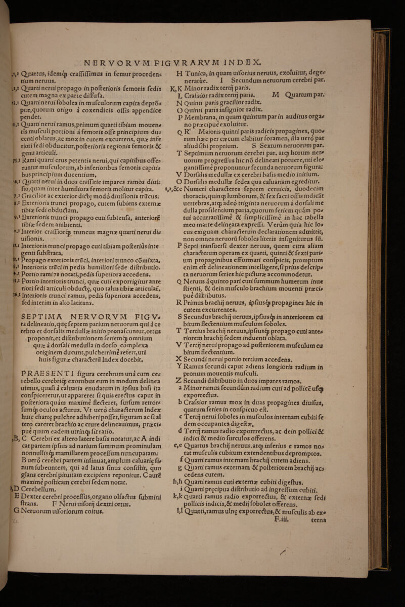 NERVORVM FIGVRARVM INDEX. ,y Quartus, idemcp cra(fi{fimus in femur procedens Ciam neruus, .f,2 Quarti ncrui propago in pofterioris femoris fedis cutem magna ex parte diffufa. ru Quarti nerui foboles in mufculorum capita depro* ptar,quorum origo a coxendicis offis appendice pendet* 4.1 Quarti nerui ramus,primum quarti tibiam mouen* tis mufculi portioni a femoris oiTe principium du^ centioblatus,ac mox in cutem excurrens, quae infe riori fedi obducitur,pofterioris regionis femoris 8C genu articuli, 11A Rami quarti crus petentis nerui,qui capitibus oflfe runtur mufculorum,ab inferioribus femoris capiti* bus principium ducentium* '6,i Quarti nerui in duos crafficie impares ramos diui* fio,quam inter humiliora femoris molitur capita, 7.1 Gracilior ac exterior dide modo diuifionis trucus; s.1 Exterioris trunci propago, cutem fubiens externae tibia: fedi obdudam. 9.1 Exterioris trunci propago cuti fubtenfa, anteriore tibiae fedem ambienti* M Interior craffiorcp truncus magna: quarti nerui du uifionis. Interioris truncipropago cuti tibiampofteriusinte genti fubftrata. f1*1 Propago exterioris truci, interiori trunco comixta* M Interioris truciinpedis humiliori fede diftributio, M Portio rami78 notati,pcdis fuperiora accedens, -1 Portio interioris trunci, quae cuti exporrigitur ante riori fedi articuli obdud^, quo talus tibiae articulat# Interioris trunci ramus, pedis fuperiora accedens,, fed interim in alto latitans. SEPTIMA NERVORVM FIG V*» ra delineatio,que feptem parium neruorum qui a ce rebro et dorfalis medullae initio pronafcunmr,ortu$ proponit,ec diftributionem feriemep omnium qux a dorfali medulla in dorfo complexa originem ducunt,pulcherrime refert,uti huis figura: charaderu Index docebit* ! .1- PRAESENTI figura cerebrum una cum ce* rebello cerebriqj exortibus eum in modum delinea uimus,quafiacaluaria enudacumin ipiius bafi ita confpiccretur,utappareret fi quis credus caput in pofterioraquam maxime flederet, furfum retror* fumcp oculos adurus, Vt uerd charaderum Index huic chart^ pulchre adhiberi poiTet,figuram ac fi al tero careret brachio ac crure delineauimus, pracci* pue quum eadem utrincp fit ratio. ,B, C Cerebri ex altero latere bafis notatur,ac A indi cat partem ipfius ad narium fummum prominulam nonnulliscp mamillarem proceflum nuncupatam; B uerd cerebri partem infinuat,amplum caluarig f}* numfuheuntem, qui ad latus finus confiftir, quo glans cerebri pituitam excipiens reponitur. C autc maxime pofticam cerebri fedem notae. Cerebellum. I E Dexter cerebri proceflus,organo olfadus fubmini ftrans. F Nerui uiforfj dextri ortus. G Neruorum uiforiorum coitui, r F i / HC t H Tunica, in quam uifor/us neruus, exoluitur, dege* ncratue. I Secundum neruorum cerebri par, K,K Minor radix tertfj paris. L Crafsior radix terttj paris. M Quartum par. N Quinti paris gracilior radix. O Quinti paris infignior radix. P Membrana, in quam quintum par in auditus erga** no praecipue exoluitur. d R* Maioris quinti paris radicis propagines, quo* rum h*c per «cum elabitur foramen, illa nero par aliud fibi proprium. S Sextum neruorum par. T Septimum neruorum cerebri par. atqs horum ner* uorum progreffus hic no delineari potuere,uti ele* gantiffime proponuntur fecunda neruorum figura; V Dorfalis medulla: ex cerebri bafis medio initium. O Dorfalis medulla: fedes qua caluariam egreditur. V,8£c Numeri charadercs feptem ceruicis, duodecim thoracis,quincp lumborum, 8C fex facri offis indicte uertebras,atq3 adeo triginta neruorum a dorfali me dulla profilentium paria,quorum feriem quam po* tui accurratiffime &C fimpliciffime in hac tabella meomartedelineataexpreffi. Verum quia hic lo* cus exiguam charaderum declarationem admittit, non omnes neruoru foboles literis infigniturus fu. P Septi tranfuerfi dexter neruus, quem citra aliam charaderum operam ex quarti, quinti dC fexti pari* um propaginibus efformari confpicis, promptum enim eft delineationem intelligere,fi prius deferip* ta neruorum feries hic pidura: accommodetur. Q Neruus a quinto pari cuti fummum humerum inue ftienti, & deinmufculo brachium mouenti p«ci* pue diftributus. R Primus brachfj neruus, tpfiuscp propagines hic in cutem excurrentes, S Secundus brachfj ueruus,ipfius^j in anteriorem cu bitum fledentium mufculum foboles. T Tertius brachfj neruus,ipfiuscjj propago cuti ante* riorem brachfj fedem induenti oblata. V Tertfj ncrui propago ad pofteriorem mufculum cu bitum fledentium. X Secundi nerui portio tertium accedens. V Ramus fecundi caput adiens longioris radium in pronum monentis mufculi. Z Secundi diftributio in duos impares ramos, a Minor ramus fecundum radium cuti ad pollice ufq§ exporredus. b Crafsior ramus mox in duas propagines diuifus, quarum feries in eonfpicuo eft. c T ertrj nerui foboles in mufculos internam cubiti fe dem occupantes digefta% d Tertfj ramus radio exporrredus, ac dein pollici 6^ indici & medio furculos offerens. c,e Quartus brachfj ncruus.atqjinferius e ramos no* tat mufculis cubitum extendentibus depromptos, f Quarti ramus inte mam brachfj cutem adiens, g Quarti ramus externam pofteriorem brachfj ac* cedens cutem. h,h Quarti ramus cuti externae cubiti digeftus. i Quarti prgeipua diftributio ad ingreffum cubiti. k,k Quarti ramus radio exporredus, & externse fedi pollicis indicis,& medfj foboles offerens. 1,1 Quarti,ramus ulng exporredus,& mufculis ab ex* FAiu terna