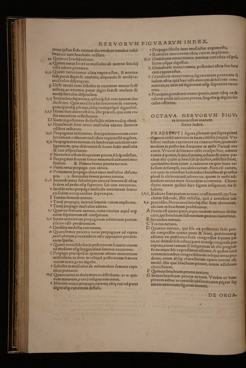 * NERVORVM tel*na ipfius fede initium ducentibus ramulos exhi* bens3acantebrachiale ceffans.' m Quintus brachij neruus. n Quinti nerui feries in mufculos ab interno brachij offis tubere pronatos, . o3o Quinti neruiramus ulna: exporrc<ftus, & interna: fedi parui digiti & anularis, aliquando &C medij ra* mufculos difpergcns. p Didi modo rami foboles in externam manus fede reflexe,ac externa parui digiti fedi& anularis 8C medij furculos difpcnfans. q, q Sextus brachij ncruus,ipfiuscp fub cute tantum du* da feries. Quis uero brachi) neruorum fit exortus, principioruep plexus,abfcp notis propte dignofeit* r, r,r Nerui funt intcrcoftales, illic prateifi, qua cum co* ftis antrorfum refleduntur. f,f Ramiinpoftcriora dedudi,hic etiam tiudiqj oburj* t,t Huiufmodi ferie nerui mufculos adeunt thoracis offibus inftratos. u,u Propagines indicantur, fextiparis neruorum cere* bri ramum coftarum radicibus exporredit augetes* x,x Propagines neruorum ex lumborum uertebris exi* ligentium, qua? abdominis 8C huius fedis mufculis & cuti difpcnfantur. y Neruulus teftem frequenter petens,hiccp refedus* z Propagines fextum femur mouentiu adeuntes mu* fculum. & Primus femur petens neruus* « Primi nerui propago cuti oblata. £> Primi nerui propago altius inter mufculos abfum* pta. .. 7 Secundus femur petens neruus* i!,Jl Secundinerui foboles per interna femoris & tibia: fedem ad pedis ufep fuperiora fub cute excurrens* * Secudi nerui propago mufculis anteriorem femo* ^ ris fedem occupantibus deprompta, I Tertius femoris neruus. h Terttj propago, interna femoris cutem implicans, ® Tertij propago mufculos adiens. V Quartus femoris neruus, cuius exortus #que atep trium fuperiorum eft confpicuus. Series anteriorum propaginum inferiorum parium e facro offe prodeuntium. * Dorfalis medulla extremum* & Quarti femur petentis nerui propagines ad capita ^mufculorum a coxendicis offis appendice prodeu* tiumfparfie. y Quarti nerui foboles in pofteriorem femoris cutem ad medium ufqp longitudinis femoris excurrens, i Propago pr^cipuein quartum tibiam molientium mufctilum, ac dein in reliquS pofteriorem femoris cutem iuxta genu digefta. 0 Soboles in mufculos ab inferioribus femoris capi* tibus pronatos. Quartinmii in duos truncos diftributio. ac^ qui* dem minorem,f uero infigniorem notat. 5 Minoris trunci propago, externe tibie cuti ad parui digiti ufqj extremum diffufa. F IG V R A RV M INDEX* t Propago fibulat inter mufculos exporrerta, v Ramulus anteriorem tibiae cutem implicans. <p,<p Grandioris trunci ramus internae cuti tibiae ad poL Iiccm ufque digeftus. _ f X Grandioris trunci ramus, pofteriori tibiae ieu iurat cuti expotredus. 4 Grandioris trunci ramus,ligamentum penetrans fi bulam tibia: qua hxc offa inuiccm dehifcunt coms mittens,ac dein ad digitorum ufcjj fliperiora excur rens. & Prarcipua grandioris trunci portio,inter tibig os& calcem pedis inferiora pctensjfinguliscp digitis fur culos offerens. v ^ OCTAVA NERVORVM FIGV# \ ra in iiniuerfam manum feries Index, PRAES E1MT ] figura plexum qui fupra prima thoracis cofta anteriori in facie cofiftit (inquic Ve* falius) nudum exprimere ita conatus fum3quemad* modum in poftrema An^tome is mihi Pataurj oc* currit. Vt uero delineatio effet confpedior, omnes ramos a quinto,fexto,feptimo,ocftauo& nono pa* ribus alio quam in brachiu dedudos,refedos finxi, queiftadmodum etiam a cadauere ex quo hanc tas bellaiff defumpfi, eos abfecueram .Non eft tamen, cur quis in omnibus hominibus huiufmodi prorfus plexu fe obferuaturu arbitretur, quum is mihi ad* modum uarius inter fecandum occurrerit. Chara* cieres autem quibus haec figura infignitur, xta fe habent. Radices funt parium neruos’conftituentm,quibra* chium fubeunt, illic refedre, qua a uertebris iam s,9* procidere,Nerui uero brachij illic funt abtruncati, ubi iam in brachium prolabuntur. A Portio eft quinti paris,a qua tandem neruus dedu* citur,quibrachium fubeuntium primus numeratur, B Secundus nemus, C Tertius neruus. D Qiiartus neruus, qui hic ex pofteriori fede pro* dic congrelTus quinti paris & fexti, portionem^ affumit ex pofteriori fede congreflus feptimi pao iis,ac deinde fub oflaui paris noniqi eongreffu pro repens,etiam ramum E infignicum ab illo pro-neft fu ita atque hic expreffimus affumit. A quibus uero commixtionibus congreffibusuereliqui nerui pro* deant, etiam abfcp charaderum opera notum eft, modo illis qua brachium petunt, unum adhibeam characterem. F Quintus brachium petens neruus; G Sextus brachium petens neruus.Verum ut hunc plexum adhuc accuratius obferues,non pigeat fep timam neruorum figuram intueri. DE ORGA/