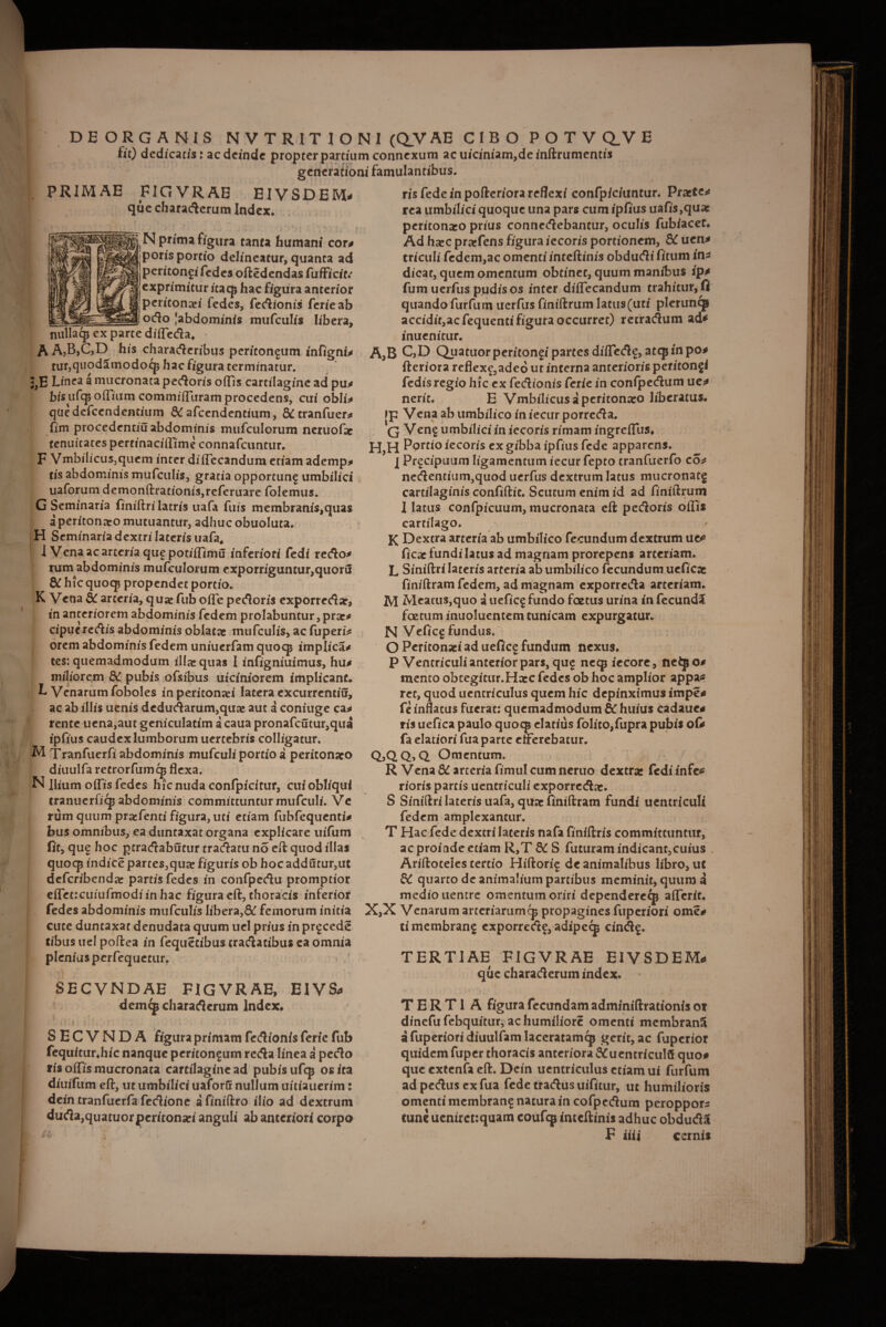 DEORGANIS NVTRITIONI (QVAE CIBO P O T V Q.V E fit) dedicatis: ac deinde propter partium connexum acuiciniam,deinftrumentis generationi famulantibus. PRIMAE FIGVRAE EIVSDEM# que characterum Index. 5, N prima figura tanta humani cor# poris portio delineatur, quanta ad pericongi fedes oftedendas fufficit.' exprimitur itaqj hac figura anterior peritonei fedes, fedionis ferieab __o<3o Jabdominis mufculis libera, nullacp ex parce diffeda, • A A,B,C,D his charaderibus peritoneum infigni# tur,quodamodo^p hac figura terminatur. J,E Linea a mucronata pectoris offis cartilagine ad pu* bis tifep offium commiiTuram procedens, cui obii# que dcfccndencium &C afeendentium, &cranfuer# fim procedentiu abdominis mufculorum neruofie tenuitates pertinaciffime connafcuntur. F Vmbilicus3quem inter diflecandum eriam ademp* tis abdominis mufculis, gratia opportun^ umbilici uaforum demonftrationis,referuare folemus. G Seminaria finiftri latris uafa fuis membranis,qua$ a peritoneo mutuantur, adhuc obuoluta. H Seminariadextrilaterisuafa, I Vena ac arteria que potiffimu inferiori fedi redo# rum abdominis mufculorum exporriguntur,quoru & hic quocp propendet portio. K Vena8Carteria, quaefuboife pectoris exporredar, in anteriorem abdominis fedem prolabuntur,prae# cipueredis abdominis oblatae mufculis, ac fuperi# orem abdominis fedem uniuerfam quocp implica# tes: quemadmodum illa: quas I infigniuimus, hu# miliorem & pubis ofsibus uicimorem implicant* L Venarum foboles in peritonaei latera excurrcntiu, ac ab illis uenis dedudarum,quae aut a coniuge ca# rente u ena,aut geniculatim a caua pronafcutur,qua ipfius caudex lumborum uercebris colligatur, M Tranfuer.fi' abdominis mufculi portio a peritonaeo diuulfa retrorfumcp flexa. N Ilium olfis fedes hic nuda confpicitur, cui obliqui tranuerficp abdominis committuntur mufculi. Ve rum quum praefenci figura, uti etiam fubfequenti# bus omnibus, ea duntaxat organa explicare uifum iit, que hoc gtradabutur tradatu no eft quod illas quocp indice partes,qu^e figuris ob hoc addutur,ut deferibenda: partisfedes in confpedu promptior eiTet:cuiufmodiinhac figura eft, thoracis inferior fedes abdominis mufculis libera,& femorum initia cute duntaxat denudata quum uel prius in prgcede Cibus uel poftea in fequetibus cradacibus ea omnia plenius perfequetur. , - * y ■ . v. SECVNDAE FIGVRAE, EIV& demep charafierum Index, . { •) i \ • - ;• > . S E C V N D A figura primam fedionis feric fub fequftur.hic nanque peritoneum reda linea a pedo ris offis mucronata cartilagine ad pubisufep os ira diuifum eft, ut umbilici uaforu nullum uitiaucrim: dein tranfuerfa fedione a finiftro ilio ad dextrum duda,quatuorperitonsei anguli ab anteriori corpo risfedeinpofteriorareflexi confp/ciuntur. Praeter rea umbilici quoque una pars cum ipfius uafis,quac peritonaro prius connedebantur, oculis fubiacet. Ad hsec prcefens figura iecoris portionem, 8C uen# triculi fedem,ac omentiinteftinis obdudi fitum in^ dicat, quem omentum obtinet, quum manibus ip# fum uerfus pudis os inter diffecandum trahitur, fi quando furfum uerfus finiftrum latus (uti pleruncp accidit,acfequentifiguraoccurrec) recradum ad* inuenitur. A,B C,D Quatuorperitongipartesdiffedg, atepin po# fteriora reflex£,adeo ut interna anterioris peritonji fedis regio hic ex fedionis ferie in confpedum ue# nerit. E Vmbilicusaperitonato liberatus. jp Vcna ab umbilico in iecur porreda. G Veng umbilici in iecoris rimam ingreflus, H,H Porrio iecoris ex gibba ipfius fede apparens. j Pr^cipuum ligamentum iecur fepto tranfuerfo co# nedentium,quod uerfus dextrum latus nuicronatg cartilaginis confiftic. Scutum enim id ad finiftrum I latus confpicuum, mucronata eft pedoris offis cartilago. K Dextra arteria ab umbilico fecundum dextrum ue* ficac fundi latus ad magnam prorepens arteriam. L Siniftri lateris arteria ab umbilico fecundum ueficae finiftram fedem, ad magnam exporreda arteriam. M Meatus,quo a uefic^ fundo foetus urina in fecundi foetum inuoluentem tunicam expurgatur. N Veficg fundus. O Peritonaei ad uefice fundum nexus. P Ventriculi anterior pars, quj necpiecore, neipo# mento obtegitur.Hacc fedes ob hoc amplior appa* rec, quod uentriculus quem hic depinximus impe# fe inflatus fuerat: quemadmodum &T huius cadaue# ris uefica paulo quocp elatius folito,fupra pubis o(i fa elatiori fua parte efferebatur. QjQQ^Q Omentum. R Vena 8C arteria fimul cum neruo dextra: fedi infe* rioris partis uentriculi exporrcdac. S Siniftri lateris uafa, qua: finiftram fundi uentriculi fedem amplexantur. T Hac fede dextri lateris nafa finiftris committuntur, ac proinde etiam R,T St S futuram indicant,cuius . Ariftoteles tertio Hiftorig de animalibus libro, ut &C quarto de animalium partibus meminit, quum a medio uentre omentum oriri dependerecp afferit. X,X Venarum arteriarumcp propagines fuperiori ome# timembranf exporrede, adipecp cindg. TERTIAE FIGVRAE EIVSDEM# que charaderum index. TERTI A figura fecundam adminiftrationis ox dinefu febquitur, ac humiliore omenti membrani a fuperiori diuulfamlaceratamcp gerit, ac fuperior quidem fuper thoracis anteriora SCuentricuftf quo# que extenfa eft. Dein uentriculus etiam ui furfum adpedusexfua fede tradus uifitur, ut humilioris omenti membran^ natura in cofpedum peroppors tune ueniret:quam coufqj inteftinis adhuc obduda , F tui cernis