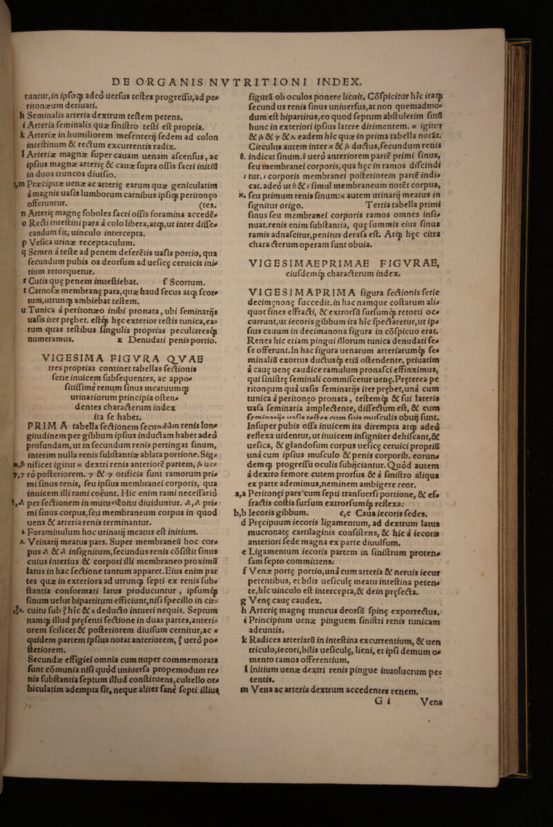 tuntur,in ipfocp adeo ucrfus tcftes progreffu,adpe* riconxum dcriiiafi. h Seminalis arteria dextrum teftem petens. i Arteria feminalis qua: finiftro tefti eft propria. k Arteria: in humiliorem mefenterij fedem ad colon inceftinum & rectum excurrentis radix. ’ 1 Arteria: magnae fupercauam uenam afcenfus,ac ipfius magna: arteri^ & cau* fupra offis facri initii! in duos truncos diuifio. i,m Praecipuae uenaeac arterig earum qua: geniculatint a magnis uafis lumborum carnibus ipficp peritoneo offeruntur. (tes. n Arterif magne foboles facri offis foramina accedes o Redi inteftinipars a colo libera,atcp,ut inter differ candum fit, uinculo intercepta, p Vefica urinae receptaculum, q Semen a teftc ad penem deferetis uafis portio, qua fecundum pubis os deorfum ad ueficg ceruicis ini* tium retorquetur. t Cutis qug penem inueftiebat. f Scortum, t Carnofae membrang pars,qua: haud fecus atcp fcor* tum,ummq* ambiebat teftem. u Tunica a peritonaeo inibi pronata, ubi feminarfjs uafis iter prgbet. eftq* hgc exterior teftis tunicata* rum quas teftibus fingulis proprias peculiaresqs numeramus. x Denudati penisportio. VIGESIMA FIGVRA QVAB tres proprias continet tabellas fedionis ferieinuicem fubfequentes, ac appo* fitiffime renum finus meatuumcg urinariorum principia often* dentes charaderum index ita fe habet. PRIMA tabella fecftionem fecundum renis Ion* gitudinem per gibbum ipfius induclam habet adeo profundam, ut in fecundum renis pertingat finum, incerim nulla renis fubftantia: ablata portione. Sig* *,£> nificet igitur a dextri renis anteriore partem, p» uc* 7,7 ro pofteriorem. 7 & 7 orificia funt ramorum pri* mi finus renis, feu ipfius membranei corporis, qua inuicem illi rami coeunt. Hic enim rami neceffario 'IjJl per fecftionem in mutu^oitudiuiduntur. pri* mi finus corpuj,feu membraneum corpus in quod uena 5C arteria renis terminantur, t Foraminulum hoc urinarfj meatus eft initium. Vrinarqmeatuspars. Super membrancu hoc cor* pusc/l &CJi infignitum,fccundusreniscofiftitfinus cuius interius 8C corpori illi membraneo proximu latus in hac fedione tantum apparet. Eius enim par tes quae in exteriora ad utrunqj fepti ex renis fub* ftantia conformati latus producuntur, ipfumcp finum uelut bipartitum efficiunt,nifi fpecillo in cir- cuitu fub ? hic &«dedudo intueri nequis. Septum namcp illud prgfenti fedlionc in duas parces,anteri* orem fcilicet& pofteriorem diuifum cernitur,ac « quidem partem ipfius notat anteriorem, J uerd po* fteriorem. Secundae effigiei omnia cum nuper commemorata funt comunia nifi quod uniuerfa propemodum re* nis fubftantiafeptum illud conftitucns,culteIJo o r* biculatim adempta fit, neque aliter fanc fepti illiu^ >d * 1 / ' * 9 ' figurS ob oculos ponere licuit* Cofpicitur hic itatp fecund us renis finus unitierfus,at non quemadmo* dum eft bipartitus,eo quod feptum abftulerim finft hunc in exteriori ipfius latere dirimentem. * igitur & £ & 7 & a. eadem hic quae in prima tabella notat; Circulus autem inter oc&Cfr du<ftus,fecundum renis 6. indicat finum.fl uerd anteriorem parte primi finus, feu membranei corporis, qua hgc in ramos difeindi 1 tur. 1 corporis membranei pofteriorem parte indi* cat. adeo u 18 & / fimul membraneum notet corpus, feu primum renis finum:* autem urinarij meatus in fignitur origo. Tertia tabella primi finus feu membranei corporis ramos omnes infi* nuat.renis enim fubftantia, qugfummis eius finus ramis adnafcitur,penitus derafa eft. Atqj hgc citra chara cfterum operam funt obuia. VIGE SIMAE PRIMAE FIGVRAE, eiufdemcjj characterum index. VIGES1MAPRIMA figura Tectionisferie decimgnong fuccedit.in hac namque coftarum ah> quot fines effracti, & extrorfil furfumqs retorti oc* currunt,ut iecorisgibbum it a hic fpectaretur,utip* fius cauum in decimanona figura in cofpicuo erat. Renes hic etiam pingui illorum tunica denudati fe* feofferunt.Inhacfigurauenarum arteriarumcp fe* minaliiS exortus ductusip etia oftendente, priuatim i caug ueng caudice ramulum pronafei effinximus, qui finiftrg feminali commifcecur ueng.Prgterea pe ritoneum qua uafis feminarfjs iter prgbet,una cum tunica a peritoneo pronata, teftcmcp SC fui lateris ttafa feminaria amplectcnte, diffetfhim eft, QC cum fpmmiritje itoO« rum fu/« mtlfcullS obUfj fiint. Infuper pubis offa inuicem ita dirempta atep adeo reflexa uidentur, ut inuicem infigniter dehifcant,S£ uefica, dC glandofutn corpus ueficg ceruici propria una cum ipfius mufculo & penis corporib. eorun* demcp progreifu oculis fubfjciantur. Quod autem a dextro femore cutem prorfus &? a finiftro aliqua ex parte ademimus,neminem ambigere rcor. a, a Peritonei pars cum fepti tranfuerfi portione, QC ef* fractis coftis furfum extrorfumcp reflexa; b, b Jecoris gibbum. c,c Caua iecoris fedes. d Prgcipuum iccoris ligamentum, ad dextrum latus mucronate cartilaginis confiftens, & hic i iecoris anteriori fede magna ex parte diuulfum. e Libamentum iecoris partem in finiftrum proten* fam fepeo committens; f Venne portg portio,una cum arteria & neruis iecur petentibus, ec bilis ueficulg meatu inteftina peten* te,hic uinculo eft intercepta,&: dcin prgfcda. g Veng caug caudex. h Arterig magng truncus deorfu fping exporrectus. i Principium uenas pinguem finiftri renis tunicam adeuntis. fc Radices arteriaru in inteftina excurrentium, & uen criculo,iecori,bilis ueficulg, lieni, et ipfi demum o* mento ramos offerentium, 1 Initium ucnae dextri renis pingue inuolucrum pe* tentis. m Vena ac arteria dextrum accedentes renem. G i Vena