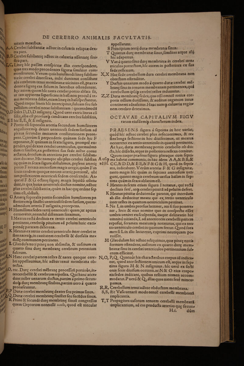 s I DB CBREBRO ANIMALIS FACVLTATIS. ««? V uicatis meatibus. \ A, A Cerebri fubftantiae adhuc in caluaria reliqua dex ‘A tra pars. B,B Cerebri fubftantie adhuc in caluaria aflcruatg Tinia ftra pars. »C, Linee hic pafTim confpicua illis correfpondent, quas tres modo preccdentes figura fimilicer com= monftrarunt. Verum quia huiufmodi lineg fubftans tiaue cerebri diuerfxtas, inibi duntaxat confidunt ubi cerebrum tenui membrana uicinius eft, pracc. dentes figurg eas folum/n lateribus oftenderunt. hgc autem quum hic tanta cerebri portio ablata fit, ut iam apparens fuperficies in bafi non procul a te* nui membrana diftet,etiam Iineg in bafi fpedantur. Quod itaque lineis hic intercipitur,fuluam feu fub pallidam cerebri notat fubftantiam : quemadmodu ipfop. DjD fedcs D,D,D infignite. Quod ucto extra lineas co it. fiftit,alba eft prorfuscs candicans cerebri fubftatia,  E E hic E,E, & E infignita. F Portio eft foporalis arteria fecundum humiliorem anguftiorcmcp dextri uentriculi fedemfurfum ad plexus fecundas imitantis conftitutionem prore* pens.Cgcerum ii perpenderis quanam fede hic F reponatur,quanam in fexta figura, prompte ex= pendes,qui dexter cerebri uentriculus, quemadmo dum et fimfter,ex pofteriori fua fcdc inftar cornu ardatusjdeorfum in anteriora per cerebri fubflan K Hfi te 1,1 «fairk I ffliiji Wmful «niti*», appellarunt, S Principium certfj durae membranae finus; T Quartusdiiremcmbrana;finus,fimih'teratqiie altj hic adapertus, V Vas a quarto finu dur§ membranae m cerebri uen* triciilosporredum,hic autem in pofteriora ex fua fede reflexum, X,X Hac fede cerebellum dura cerebri membrana non obtedum oftenditur. Y Dudus uenarum modo a quarto durae cerebri me* brane finii in tenuem membranam pertinentcs,qu£ cerebellum ipficp cerebri teftes induuntur, Z,Z Dura: membrane fedes,quaofliomniu totius cors poris oiTium durifllimo, &£ auditus organum intus continentiadnafcitur.Haacnamcp caluariae regios nem cerebro deteximus. OCTAVAE CAPITALIVM FIGV rarum eiufdemqa charaderum index, P R AE S E N S figura a feptima in hoc uariaf, quod hic adhuc cerebri plus refecuerimus, 8t te* ftes longa fedionem hoc diuiferimus, ut meatus occurreret ex tertio uentriculo in quartu pertinens. Ae haec, durat membran^ portio cerebello ob du* da,hic difleda,atque in pofteriora reflexa cernitur. Quum itaque praefens figura pleraque cum fepti* skicota' tiam ducatur.Hic namque ubi plus cerebri fubftan A ufep ma habeat communia, in hac idem A A,& B B,8d qu^m ln fexta figura abftulimus, prefens arterie ad H. C C,& D D,& E E>& F & G & H, quod In fepti A t* f 1 A t—< n A #■ ^1 f ^ -A f 4* /A v Ii «n J « A. «J J + 1 1 • * f * 1 ^ T . V f A « /^1 * f** * ^ fatitm, fctnlt extti w ^ctrci AE, E' roxi it fnittit) portio F notata antrorfum magis uergit,quam Fin fexta eandem quoque notans arterie portione, ubi iam pofteriorem uentriculi fedem confcendit. At* que id F dC G odaue figure magis liquido often* dunc,in qua huius uentriculi dudtis nomine,adhuc plus ccrcbri fubftantiac,quam in hac qug ordine fep tima cft,abftuli. G Arteri^ foporalis portio fecundum humiliorem po fterioremcp finiftri uentriculi fedem furfum,quem* admodum arteria F inftgnita,prorepens, H Humillima fedes terttj uentriculi: quamque aptius cerneretur,nonnihil diftentam finximus, I Meatus reda decliuis ex tertio cerebri uentriculo pertinens,cerebriqj pituitamad peluimhuic exci* piendf paratam deferens. K Meatus ex tertio cerebri uentriculo ititer cerebri te ftes nacescp3in cauitatem cerebelli Si dorfalis me* dullg communem pertinens. L Glandula nuci pinc§ non abfimilis, &! uafohimex quarto finu durg membrane cerebrum petentium fulcrum. ma, indicabunt. Verum arteria; F G infignita;, tanto magis hic quam in feptima antrorfum uer* gunt, quanto magis cerebrum uerfus bafim in fep* tima quam in fexta ablatum eft. I Meatus in fexta etiam figura I notatus, qui reda decliuis fert, atcp cerebri pituita ad peluim defert. K Meatus pituitas deducendae paratus, qui interdum ab illo deducitur meatu qui ex, tertio uentriculo inter teftes in quartum uentriculum pertinet. L Ne L in umbra prorfus latitaret, aut fi fuo ponere* tur , loco &C eius nomine quo in confpedu eflfec umbra ucniret exfculpenda, itaque delineatio hic omnino uitianda,L ad anteriorem cerebelli partem repofui, foramen meatumq* notaturus, qui ex ter* tio uentriculo cerebri in quartum fertur. Quod fora menfi Lin illo locaretur, exprimineuciquam po* tuiflet. M Glaudulam hic adhuc rcliquimus,quac pine$ nucis formam oftendens,uaforum ex quarto dur§ mem* brana; finii in cerebri uenericulos pertinentium fui* orum efficitur. Hanc cerebri partem teftes & nates quoque ceres N,0^ P,Q_ Qiiatuor his charaderibus corpus id indica* hr/ 3nnp1Ianirt1ll« fur ^rffinr frnin' tne*mntTArf onf# r_ bri appellauimus, hic adhuc tenui membrana obs V tl$ tedas. cic- Dare cerebri mebrans proceflTuuportioue,in. tercerebellu dC cerebrum repofita. Qui hanc acce, 'tfj dunt initer uenarum dudu»,partim a primo Tecuns lifj docp durg membrang finibus.partim uero a quarto ildifj: pronafeuntur. iflC^VP Dura: cerebri membrang dexter feu primus Tinus. i»fi»Q.Durae cerebri membrang finiiter feu TecCdus Tinus. c.ii P _l-j_i__ f/j R Primi 6C fecundi durg membrang fmuu congrcifus J/-, quem Grgcorum nonnulli a.ki/ov, quod eft torcular C tur, quod ante fedionem unicum eft, atque in fep, tima figura M & N in/ignitur, hic uero ex fefli onis ferie diuifum occurrit.ac N 8C O eius corpo, tis fedes indicant, quibus teftium nomen accom* modatur.P uero 8C Q, illas quas nates fere nuncu= pamus. R,R, Cerebellum tenui adhuc obdudum membrana.’ S, S, &:c Vafauenaru modotenue cerebelli membrana implicantia. T, T Propagines uaforum tenuem cerebelli membrana ■implicantium, ad eas produda arterias que fecun* H.i. dum