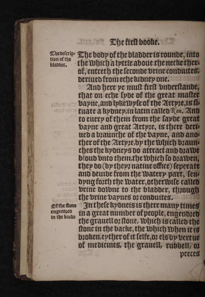 % V * -V • * ■ Idjefitflboolte. nonof I? 3Cl)cbot)j> of tl)c blabber is rounbe, into fclaDDcr, / tv of, entretl) tt)e fcconoe brine contmtte 8, beriuebfromectiefiibttepone. 3nD ijere pc tnttft fitft bnberflanbe, tljat on ectte fpoe of tlje great matter bapne,ano ipUerbpfc of tfte 2tttpje,tS ft tuate a bponepan lattn calico %«. 2lno to enerp oftljcm from ttje fapoe great bapne ano great 3trtp?e, is tfjcre beri* , anbano* I cbestbetspbncpsbo attract ano o?aibe biono bnto tl)em,tlic ibhtci) fo otatben, ano oeutoe from tlje tbaterp part, fen opng fottlj t be ttater,otl)ertOtfe ealleb brine bottrne to tt)e blabber, tlpougl) tlje brtne bapttes oj conbuitcs. ®frtt sane 3n tljcfc ftpottets is tlj ere manp times SSSLc<tt a Steat nnntber of people, engenbjeb # tbe grauell oj (tone, fDljtct) is calico tlje (tone in tlje baclie, tlje JDljtclj ttotjen it is bjo&en,ept|)cr of it feife,oj els bp bertue of meoictnes, tlje grauell, rubbeii, w peetes