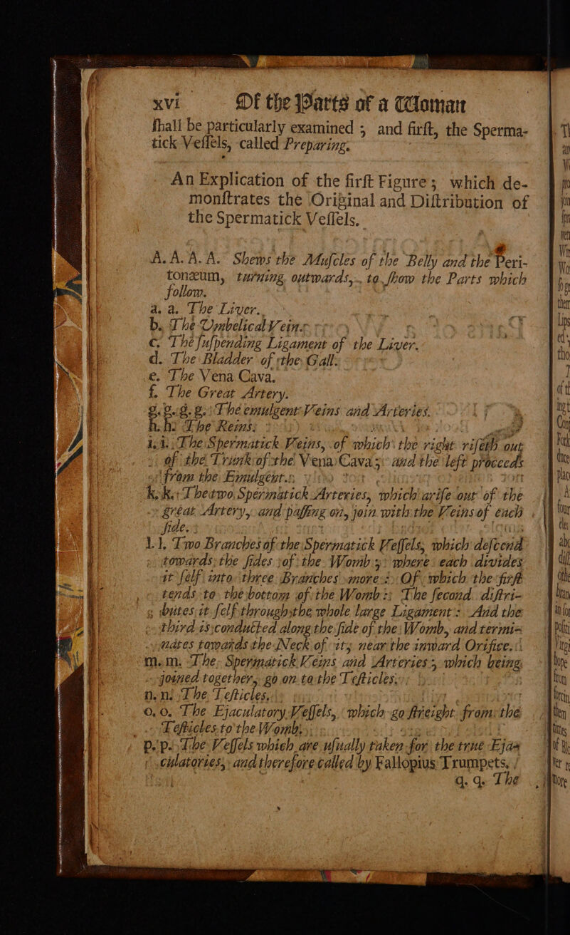 Fe mien RH rotten ae ot RR CLAM Ne CCH RTS SET ar ey E se ae | yg = a Y BF t : is . , &lt; q 1 - — ——— ation S —_— a —- — - _— : aie aa =a e aye ms A ee ee meee &lt;a eel Meepe re fhall be particularly examined ; and firft, the Sperma- = tick Veilels, called Preparing. An Explication of the firft Figure; which de- monitrates the ‘Original and Diftribution of the Spermatick Veflels. : gs A.A. A.A. Shews the Mufcles of the Belly and the Peri- tonxum, ty/uing. outwards,.. to. fhow the Parts which jollom. a. a. The Liver. ren b. The Umbelical ¥ eine | C. The Jufpending Ligament of the Liver. d.. The Bladder of the. Gall: e. The Vena Cava. {, The Great Artery. 2. p: §.2.: The emulgent:Veins and Arteries. hihi The Reins: Merch Feo: wae i, 1 Dhe Spermatick Veins, of which’ the rignt rifeth out af the. Trak of the VenaCava;. and the left proceeds «i fram the Exnulgenr.:; ios tae : 1% tot KK. T betwo Spermatick Arteries, which arife out of the ie Artery, and paling on, join. withthe Veinsof each | L.}. Two Branches of the: Spermatick Veffels; which defcend towards; the fides sof the Womb: where: each divides it felf into three Branches more: Of which the fir tends to theibottom of the Womb: The fecond. diftri- third 1s;condutted along the fide of the: Womb, and termi= adtes towards the Neck of it; nearithe inward Orifice. m.m. The: Spermatick Keins and Arteries, which being jouned together, go on.tathe Tefticles: | noni ;T he. Tefticles,-. yt ANY 0.0. The Ejaculatory Veffels, which go freight. from: the E efticles.to the Womb; . cislatories, and therefore called by Fallopius Trumpets, / : q. q. The