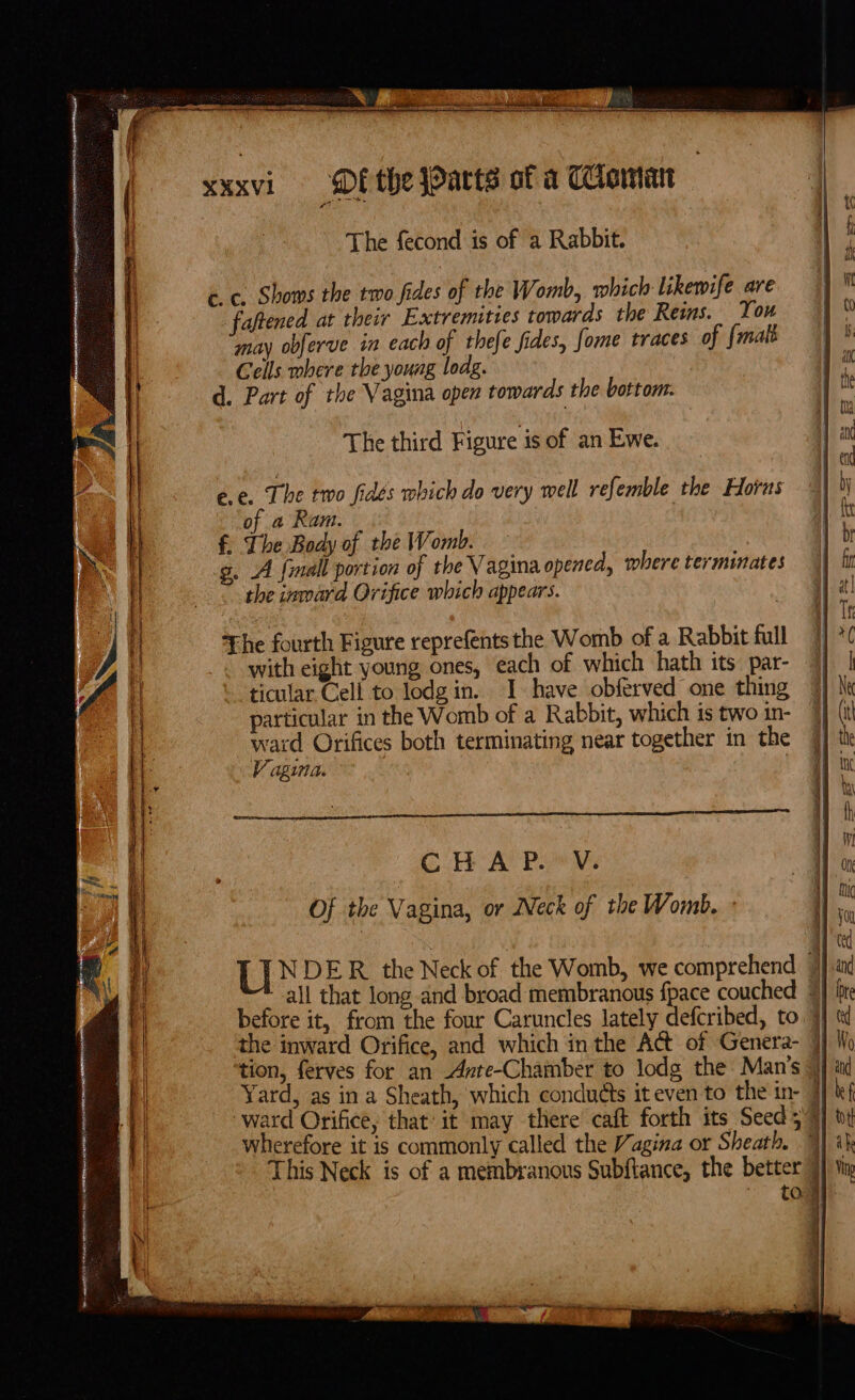 me Rai ea Aa AREA ye NRANAAN OF the Parts of a Choma The fecond is of a Rabbit. faftened at their Extremities towards the Reims. You may obferve in each of thefe fides, fome traces of {mals Cells where the young lodg. d. Part of the Vagina open towards the bottom. The third Figure is of an Ewe. e.e. The two fides which do very well refemble the Horas of a Ram. 3 f, The Body of the Womb. g. A {mall portion of the Vagina opened, where terminates the inward Orifice which appears. *Fhe fourth Figure reprefentsthe Womb of a Rabbit full with eight young ones, each of which hath its par- ticular Cell to lodg in. I have obférved one thing particular in the Womb of a Rabbit, which is two in- ward Orifices both terminating near together in the Vagina. CH AY Pie Vs Of the Vagina, or Neck of the Womb. wherefore it is commonly called the Vagina or Sheath.