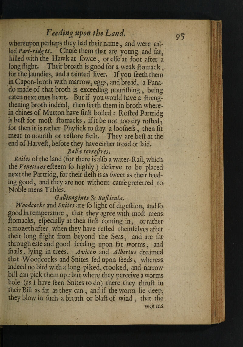 whereupon perhaps they had their name, and were cal¬ led Part-ridges, Chufe them that are young and fat, killed with the Hawk at fowce, orelfeat foot,after a long flight. Their broath is good for a weak ftomack, for the jaundies, and a tainted liver. ]fyou feeththem in Capon-broth with marrow, eggs, and bread, a Pana- do made of that broth is exceeding pouriflfmg, being eaten next ones heart. But if you would have a ftreng- thening broth indeed, then feeth them in broth where¬ in chines of Mutton have firft boiled ; Rolled Partridg is beft for moft ftomacks, if it be not too dry rofted ? for then it is rather Phyfick to flay a loofneft, then fit meat to nourifli or reftore flefli. They are beft at the end of Harveft, before they have either troad or laid. Ralla terrejlres, Railes of the land (for there is alfo a water-Rail, which- the Venetianstkttm io highly) deferve to be placed next the Partridg, for their fiefli is as fweet as their feed¬ ing good, and they are not without caufe preferred to. Nome mens Tables. Gallinagines &amp; RuflicuU, Woodcocks and Snites are fo light of digeftion, and fo good in temperature , that they agree with moft mens; ftomacks, efpecially at their firft coming in, or rather amonethafter when they have refted themfelves .after their long flight from beyond the Seas, and are fit through eafe and good feeding upon fat worms, and fnails, lying in trees. Avicen and Albertus dreamed that Woodcocks and Snites, fed upon feeds 5 where.as indeed no bird with a long piked, crooked, and narrow bill can pick them up; but where they perceive a worms, hole (as I have feen Snites to do) there they thruft in their Bill as far as they can , and if the worm lie deep, they blow in fuch a breath or blatt of wind , that the worms.