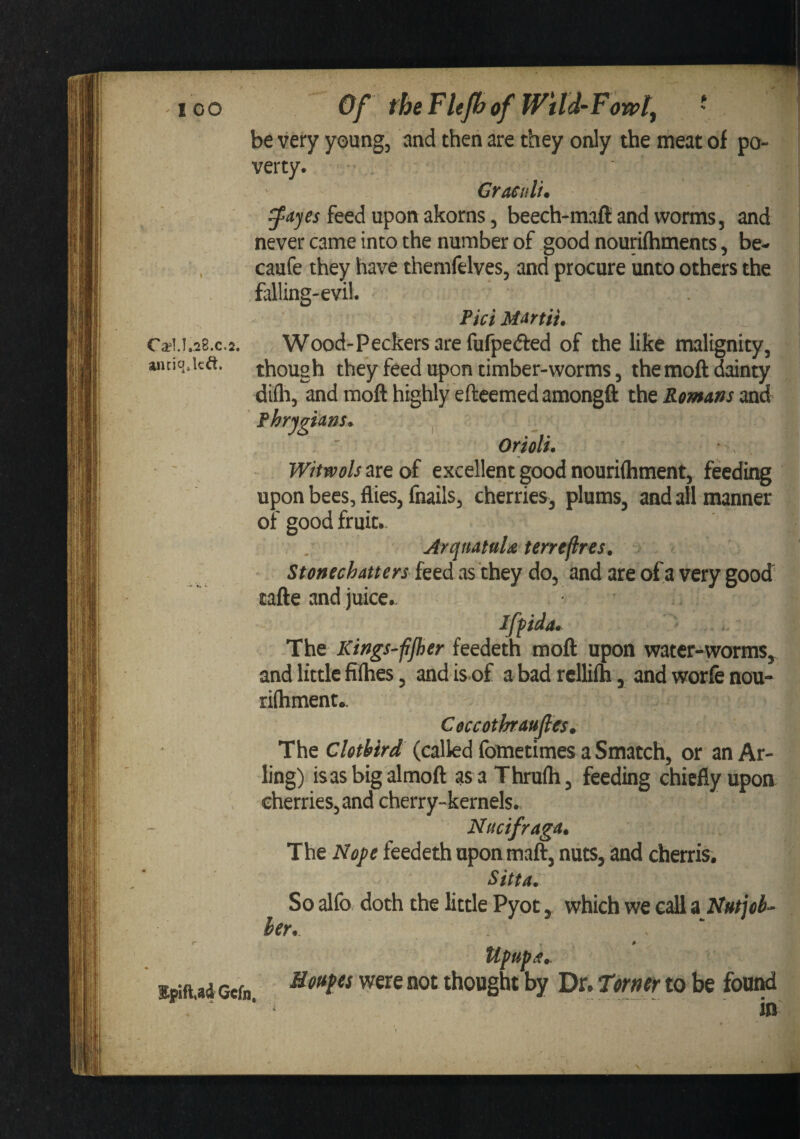 be very young, and then are they only the meat of po¬ verty. Grmilu feed upon akorns 5 beech-maft and worms, and never came into the number of .good nourifhments, be- caufe they have themfelves, and procure unto others the falling-evil. Tici Ca?i.i.28.c.2. Wood-Peckers are fufpefted of the like malignity, antiqjcft. though they feed upon timber-worms, themoft dainty diih, and moft highly eftcemed amongfl: the Romans and fhrygims^ i Oriolu ' Witwols ^Lttoi excellent good nouriftiment, feeding upon bees, flies, fnails, cherries, plums, and all manner of good fruit. ArquatttU terreflres, Stonechatters feed as they do, and are of a very good tafte and juice. Ifpida* The Kings fjher feedeth moft upon water-worms, and little fiflies, and is of abadrcllifh , andworfenou- ri(hment.K. Coccothaujlcs. The Clotbird (called fometimes a Smatch, or an Ar- ling) isasbigalmoft as a Thrufli, feeding chiefly upon cherries, and cherry-kernels. Nucifraga* The Nofc feedeth upon maft, nuts, and cherris. Sitta. So alfo doth the little Pyot, which we c^ a Nufjob- her. UfupiS.. Kpift^ad Gcfn. Were not thought by Dr. Tomer to be foui^ in V
