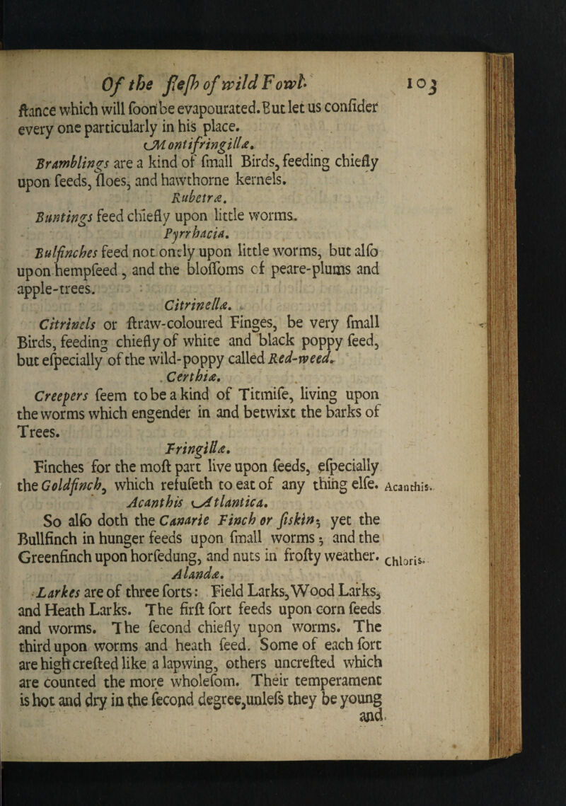 fiance which will fooribe evapourated.But let us confider every one particularly in hi^ place. CMontifringill^* Brmhlings are a kind of fmall Birds, feeding chiefly upon feeds, floes, and hawthorne kernels. Rubctra, Buntings feed chiefly upon little worms. Pjrrhdcid, Bulfnches feed not onely upon little worms, but alfo upon hempfeed, and the blolToms cf peare-plums and apple-trees. CitrinelU. .. Citrlmls or ftraw-coloured Finges, be very fmall Birds, feeding chiefly of white and black poppy feed, but efpecially of the wild-poppy Certbitz, Creepers feem to be a kind of Titmife, living upon the worms which engender in and betwixt the barks of Trees. TringilU. Finches for the moft part live upon feeds, efpecially the Goldfinch^ which refufeth to eat of any thing elfe. Acdnthis tUntica, So alfo doth Ha^CAnurie Finch or Jiskin^^ yet the Bullfinch in hunger feeds upon fmall worms •, and the i Greenfinch upon horfedung, and nuts in frofty weather. ' A ld>nd^» Larkes three forts: Field Larks,Wood Larks, and Heath Larks. The firft fort feeds upon corn feeds, and worms. The fecond chiefly upon worms. The third upon worms and heath feed. Some of each fort are highcrefted like a lapwing, others uncrefted which are counted the more wholefom. Thdr temperament is hot and dry in t;he fecond degree,unlefs they be young