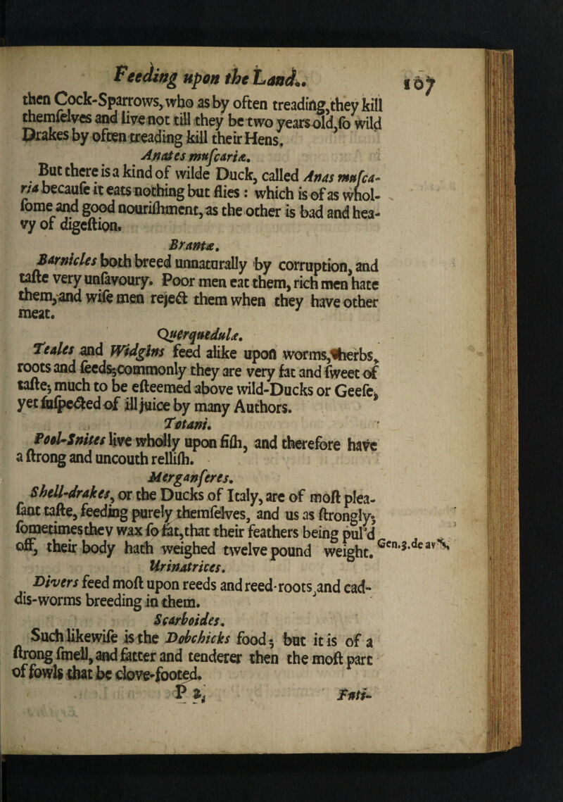 then Cock-Sparrows, who as by often treading,they kill themfdves and live not till they be two yearsold,fo wild AfitUesmufeari/t, ^ But there is a kind of wilde Duck, aHed Anas mttfea- riA becaufe it eats nothing but flies; which is of as whol- fome and good nouriflMiicnt,as the other is bad and hea¬ vy of digeftion. Branta. both breed unnaturally by corruption, and t^ very unfavoury. Poor men cat them, rkb men hate them,-and wife men r^a them when they have oth«r meat. QtterqutduU. Teales and Widglns few alike upon wc»:ms,<herbs, roots and &ed%commonly they are very fat and fweet of tafte; much to be efteeraed above wild-Ducks or Geefe* Tttdni. Fod^Snites wholly uponfifli, and therefore have a ftrong and uncouth rellifli. Merganferes^ $hdl-drakes^ ot the DueJes of Italy, arc of ffjoft plea- lant tafte, feeding purely themfdves, and usasftronglyj fo^inwstlwv wax fp^t,that their feathers being purd off, their body harfi weighed twelve pound weight. UrinAtmes. Divers feed moft upon reeds and reed* roots and cad¬ dis-worms breeding in diem. Scdrboides. SuchlikewUe is the Dpbchicks food^ but it is of a ftroi^ finetl, and fotter and tenderer then the moft part of fowli tl