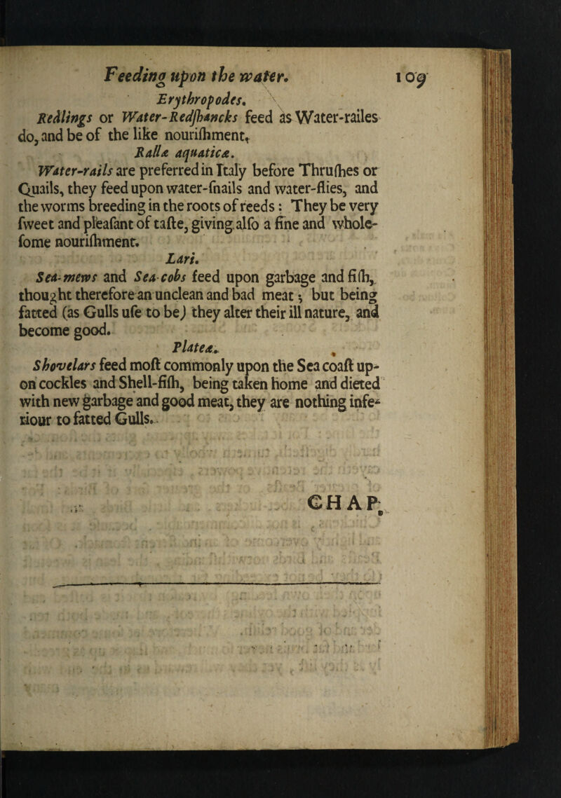 Erythrofodes. '\ Redlings or Water-Redjhdmks feed dsWiiter-railes do, and be of the like nourifhment, RalU aquatics. Water-rails are preferred in Italy before Thruflies or Quails, they feed upon water-fnails and water-flies, and the worms breeding in the roots of r^eds: They be very fweet and pfeafant of tafte, giving alfo a fine and whole- fome nourilhmenr* Lari. Sea-mews and Sea cobs feed upon garbage and fi(h, thought therefore an unclean and bad meat-, but being fatted (as Gulls ufe to bej they alter their ill nature,, and become good. Tlatea.. , Shovelars feed moft commonly upon the Sea coaft up¬ on cockles and Shell-fifli, being taken home and dieted with new garbage and good meat, they are nothing infe* riour to fatted Gulls.^