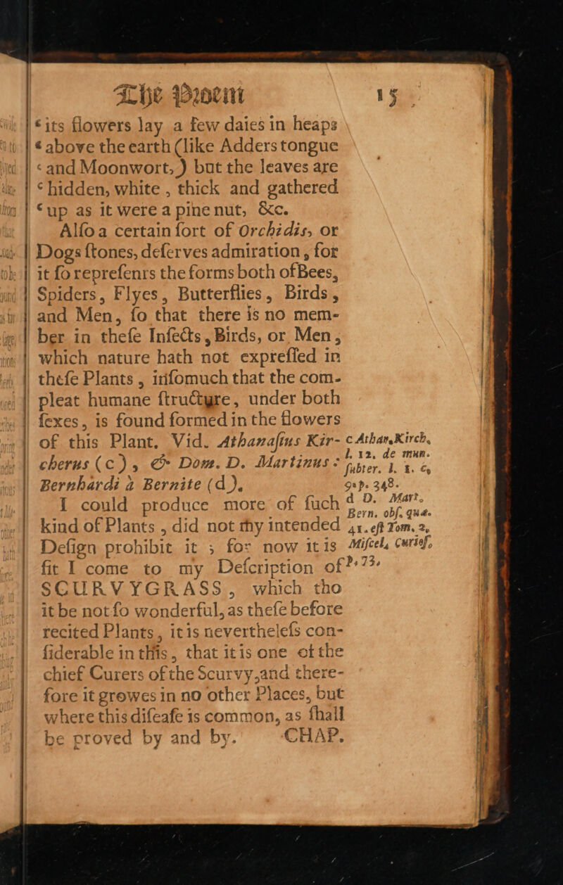 | | £ 2 ~~ = SO A AC A a a a NN ore Ys an 2 3 ALDE Poult ; WHE ¢ above the earth (like Adders tongue ‘and Moonwort,) but the leaves are ‘hidden, white , thick and gathered ‘up as itwereapinenut, &amp;c. Alfoa certain fort of Orchidis, or Dogs {tones, deferves admiration , for it {o reprefenrs the forms both ofBees, Spiders, Flyes, Butterflies, Birds, and Men, fo that there is no mem- ber in thefe Infects, Birds, or Men, which nature hath not exprefled in thefe Plants , irifomuch that the com- pleat humane ftruCtyre, under both fexes, is found formed in the Howers of this Plant. Vid. Athanafins Kir- cAthanXirch, cherus (Cc), @ Dom. D. Martinus: label ae Bernhardi 2 Bernite (d), gap. 348. I could produce more of fuch ee pene Defign prohibie it ; for now itis milcels curse. fir I come to my LDefcription « f P+ 73. SCURVYGRASS, which tho it be not fo wonderful, as thefe before recited Plants, itis neverthelefs con- fiderable inthis, that itis one ofthe chief Curers ofthe Scurvy,and there- fore it grewes in no other Places, but where this difeafe is common, as fhall be proved by and by. CHAP.