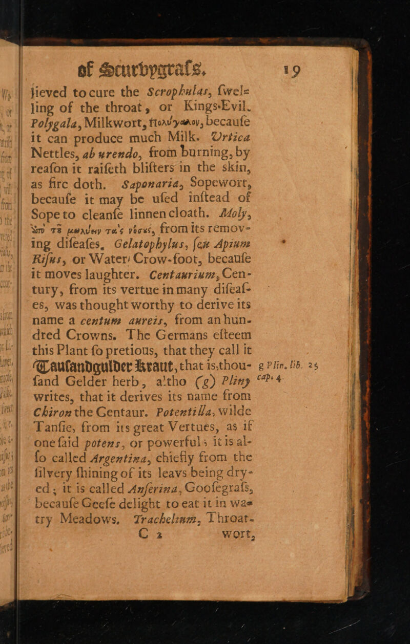 &lt; scone I Ns lieved tocure the Scrophulas, {wel= ling of the throat, or Kings-Evil. Polygala, Milkwort, flow yaaov, becaufe it can produce much Milk. Urtica Nettles, 2b urendo, from burning, by as firc doth. Sapoxaria, Sopewort, becaufe it may be ufed inftead of Sope to cleanfe linnencloath. AZoly, ing difeafes, Gelatophylus, fen Apinn Rifus, or Water Crow-foot, becaufe it moves laughter. Centawrinm,Cen- tury, from its vertue inmany difeaf- es, was thought worthy to derive Its name a cemtum aureis, from anhun- dred Crowns. The Germans efteem this Plant fo pretious, that they call it ‘Caulandgulder Kraut, that is,thou- {and Gelder herb, aitho (g) Pla writes, that it derives its name from JY Chironthe Gentaur. Potextil/a, wilde a2 Che filvery fhining of its leavs being dry- ed; it is called Anferiva, Goolegrafs becaufe Geefe delight to eat it in was try Meadows. rT Trachelzam, 1 hroat- C 2 wort