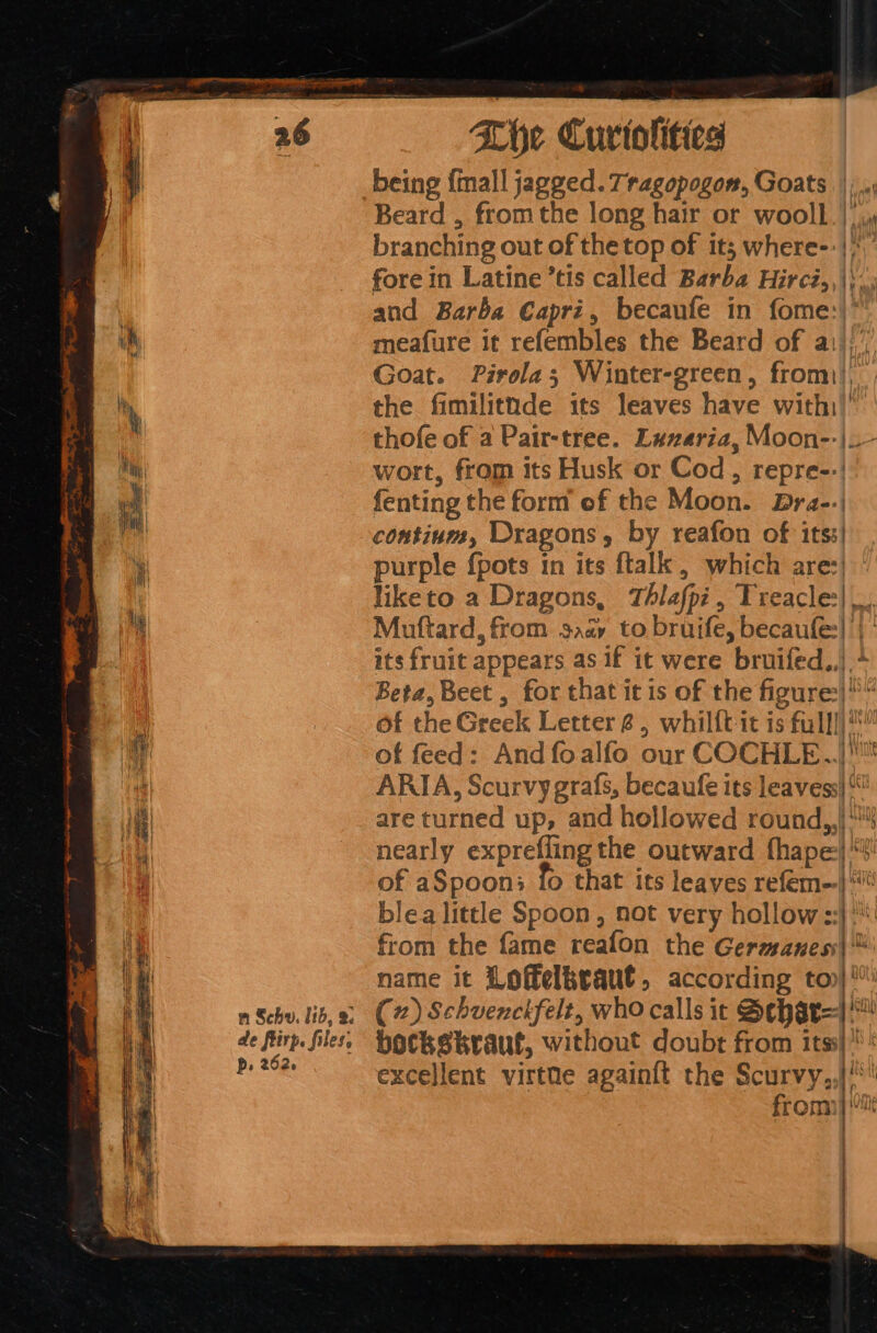 serps eg Mn em ee age. nan 4 os, ‘s. = wt, Ky &gt; ies) %. de ftirp. files, p. 262. The Curtolities being {mall jagged. Tragopogon, Goats |; . Beard , fromthe long hair or wooll.| branching out of the top of it; where-: |; fore in Latine ’tis called Barba Hirci,, and Barba Capri, becaufe in fome:)* Goat. Pirola; Winter-green, from), the fimilitnde its leaves have with: thofe of a Pair-tree. Lazaria, Moon--|.- wort, from its Husk or Cod, repre-:! fenting the form of the Moon. Dra-.| continm, Dragons, by reafon of its: purple {pots in its ftalk, which are:| liketo a Dragons, Thlafpi, Treacle:| _. Muttard, from 3aay to bruife, becaufe:| ||‘ its fruit appears as if it were bruifed.,| + Beta, Beet , for that it is of the figure)“ of the Greek Letter @, whilft-it is full!)* of feed: And foalfo our COCHLE..| ARIA, Scurvy grafs, becaufe its leaves “ are turned up, and hollowed round,,| nearly exprefling the outward thape}‘%! of aSpoon: fo that its leaves refem--| “ blea little Spoon, not very hollow ::}' from the fame reafon the Germaness\™ name it Loffelbraut, according to) bockskraut, without doubt from its): excellent virttte again{t the Scurvy,,|!* from] . . act pe