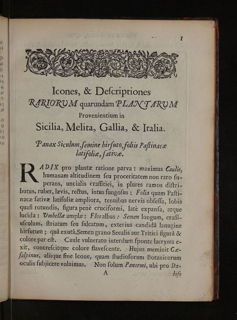 : eA m | d Icones, &amp; Defcriptiones j RARIORUM quarundam PLANT 4R0 M | Provenientium in i | Sicilia, Melita, Gallia, &amp; Italia. as] MUR | Giu hs 4t | tPanax Siculum, femine hifi uto, foliis Pafiinace latifolie, f atiose. | A4DIX pro plantz ratione parva: maximüs Cauljs, humanam altitudinem feu proceritatem non raro fu- perans, uncialis ctaffitiei, in plures ramos diftri- butus, ruber, levis, re&amp;us, intus fungofus : Folia quam Pafti- nace fative latifoliz ampliora, tenuibus nervis obfeffa, lobis quafi rotundis, figura pene cruciformi, late expanía, atque lucida : Unbelle ample: Flosalbus : Semen longum, craffi- ufculum, ítriatum feu fulcatum, exterius candidá lanugine hirfutum ;. quá exutá,Semen grano Secalis aut Tritici figurà &amp; colorepar eft. —Caule vulnerato interdum fponte lacryma e- xit, concrefcitque colore flavefcente. : Hujus meminit C- falpinus, alique fine Icone, quam ftudioforum Botanicorum oculis fubjicere voluimus. ^ Non folum Panormi, ubi pro Da-