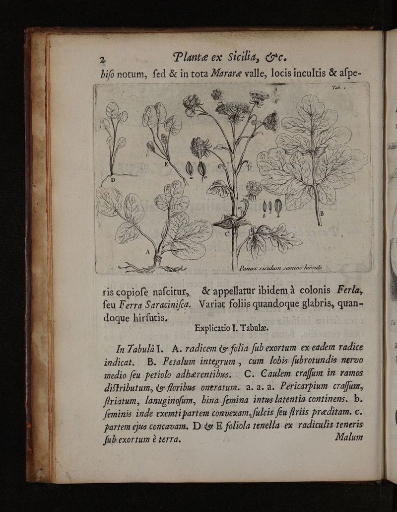 bio notum, fed & in tota Marare valle, locis incultis & afpe- Jab. 1 ris copiofe nafcitur, & appellatur ibidem à colonis Fer/a, feu Ferra Saracinifca. Variat foliis quandoque glabris, quan- doque hirfutis, | Explicatio I. Tabula. In Tabulál. A. radicem to folia. fub exortum ex eadem radice indicat. B. Petalum integrum , cum lobis fubrotundis nervo medio eu petiolo adherentibus. C. Caulem eraffum in. vamos diffributum, qo flovibus. ontratum. a. a. a. Pericarpium. craffum, firiatum, lanuginofum, bina femina. intus latentia continens. b. J[eminis inde exemtipartem convexam, fulcis feu flriis praditam. c. partem ejus concavam. Y). 4» E. foliola tenella: ex. radiculis teneris fub exortum 8 terra. Malum sanae o n Amano t vem qp