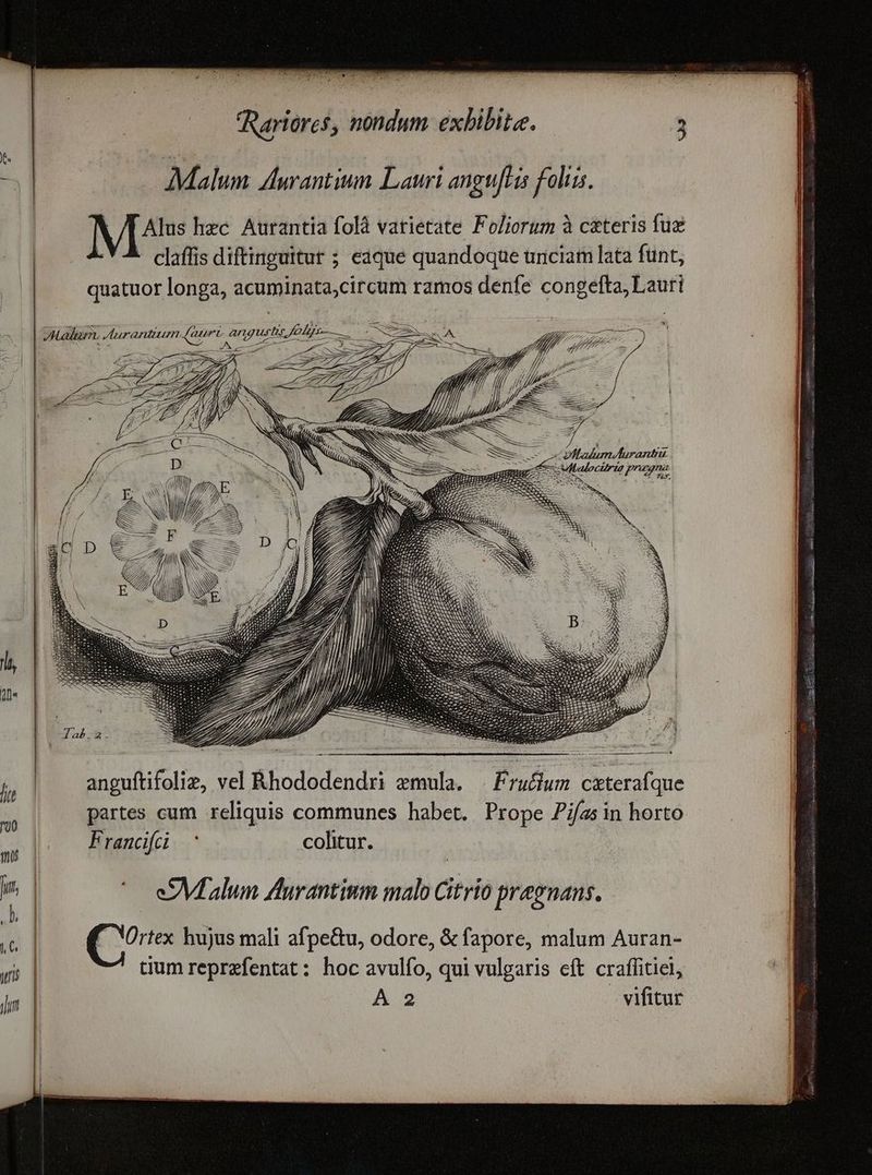 -] | Malum dantium Lauri angufris foliis. L/TAlus hec. Aurantia folà varietate Foliorum à c&amp;teris fue claffis diftinguitur ; eaque quandoque uriciam lata funt, IL, Aurantium (aur angusti, folge- Er En— xA 09 27007) An 7 QT M. -- S z iy ML v : pic eom o ME Lm B. eu c  f t - / f PI - P Jl 7, / 7 p Vlbaloctiria pnagna cM E t — li, SEN i1 lin | anguftifolie, vel &amp;hododendri emula. — Érufium cxterafque B partes cum reliquis communes habet. Prope Zifas in horto. w Francifci colitur. | , | ^ eSMfalum Aurantinm malo Citrío praegnans. | z UM Quit hujus mali afpe&amp;u, odore, &amp; fapore, malum Auran- | cum reprefentat: hoc avulfo, qui vulgaris eft craffitiei,