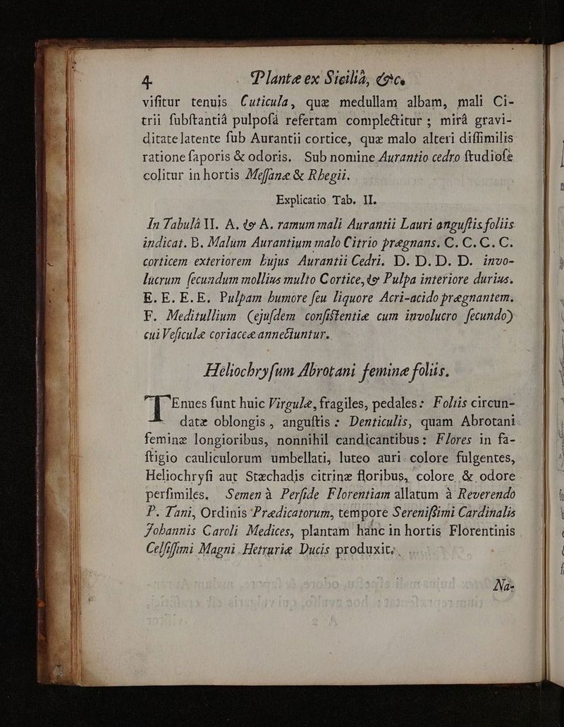 vifitur tenuis Cuticula, que medullam albam, mali Ci- trii fübftantià pulpofá refertam. comple&itur ; mirá gravi- ditatelatente fub Aurantii cortice, quz malo alteri diffimilis ratione faporis & odoris. Sub nomine Auraztio cedro ftudiofe colitur in hortis 7Mefane & Rbegii. Explicatio Tab. II. In Tabul Y. A. do A. ramum mali Aurantii Lauri anguflis foliis indicat. Bb. Malum Aurantium malo Citrio pregnans. C. C. C. C. corticem exteriorem. bujus. Aurantii Cedri. D. D. D. D. imvo- lucrum. (ecuadum mollius multo Cortice,te Pulpa interiore durius. E. E. E. E. Pulpam bumore feu liquore Acri-acido pregnantem. F. Meditullium. (ejufdem. | confilentie cum. imvolucro. fecundo) cul Veficule coriacee annectuntur. Heliochry[um Abrotani femine foliis. T Enues funt huic Virgule, fragiles, pedales: Foliis circun- ^ datz oblongis, anguftis : Denticulis, quam Abrotani: feminz longioribus, nonnihil candicantibus: F/ores in fa- ftigio cauliculorum umbellati; luteo auri. colore fulgentes, Heliochryfi aut. Stechadis citrinz floribus, colore & odore perfimiles. — Semen à. Perfide Florentiam allatum à Reverendo ANa-