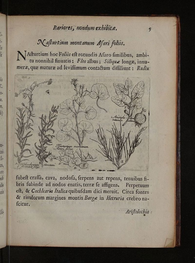 i | NC afturtium montanum. Afari foliis. t | IN A£urtium hoc Foliis eft rotundis Afaro fimilibus, ambi- | tu nonnihil finuatis: F/osalbus; Siligue longe, innu- | merz,quz mature ad leviflimum conta&amp;um diffliunt : Radix: o ] J« | f, i) I ini fi Sl ViLeduee Nus v ore or  fubeft crafía, cava, nodofa, ferpens aut repens, tenuibus fi- Ji bris fubinde ad nodos enatis, terrz fe affigens, Perpetuum ^.  eft, &amp; Cochlzaria Italica quibufdam dici meruit. Circa fontes . &amp; rivulorum margines montis Barge in Hetruria crebro na-- fcitur.- j Ariftolocbia :