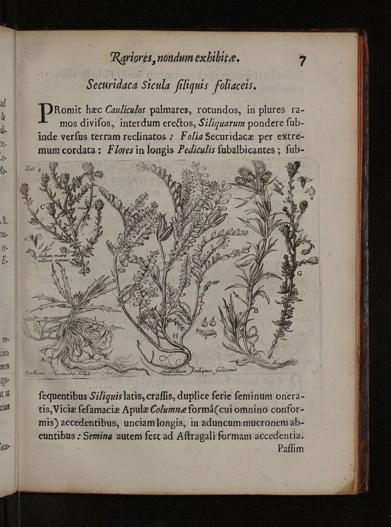 Securidaca Sicula filiquis foltaceis. mos divifos, interdum ere&os, Si/iquarum pondere fub- inde verfus terram reclinatos ;. Fo/ia Securidace per extre- SON EN S M s VT APCU N77 Imm ^ W^ NN 2f V v —— | à i NS S WU Wh - j| iN e NX, SE 7 d N d EE a ey din fequentibus 5;/iguis latis, craffis, duplice ferie feminum onera- tis, Vicie fefamacie Apule Columne formá(cui omnino confor- mis) accedentibus, unciamlongis, in aduncum mucronem ab- euntibus : Semina autem fert ad Aftragali formam accedentia. | Paffim