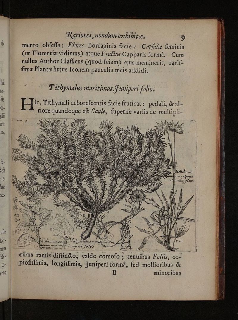 T itbymalus maritimus funiperi folio. H' Ua og Z T RN Sae &amp; 7 Ss SS j ! ! / z SUE. MP lu P M 7 / KW J/ SN IS E EN ] N Z (/ n j / E m, d f NCSNIF- un Jf J uh c Jur 7 / / ; : / SN / EU P HOrnIL TVATUE// ly / JE x. ; S SN ( [3 UMomentezun: e gun en fo b id Z NW ; : : ee L cibus ramis diftintto; valde comofo ; tenuibus Fo/iis, co- piofiflimis, longiffimis, Tuniperi formá, fed mollioribus &amp; B minoribus