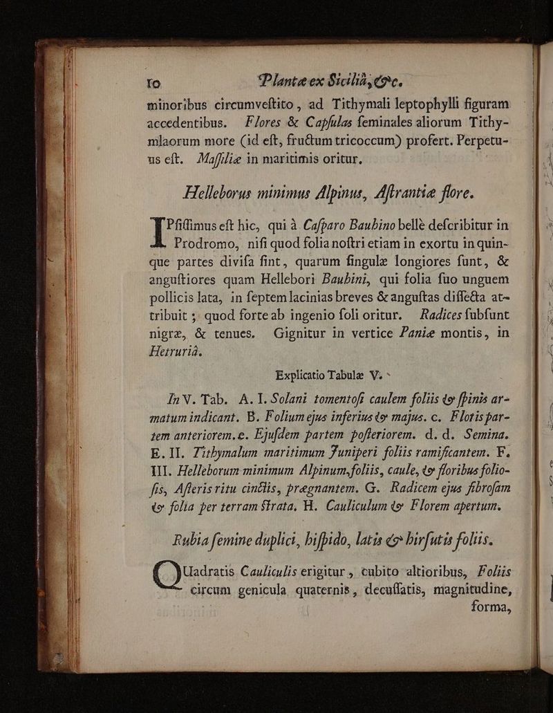 minoribus circumveftito , ad Tithymali leptophylli figuram accedentibus. —F/ores & Capfulas feminales aliorum Tithy- mlaorum more (id eft, fru&um tricoccum) profert. Perpetu- us eft. Maffie in maritimis oritur, | Helleborus minimus Alpinus, Aftrantiee flore. Pfilfimus eft hic, qui à Cafparo Baubino belle defcribitur in A. Prodromo, nifi quod folia noftri etiam in exortu in quin- que partes divifa fint, quarum fingule longiores funt, & anguftiores quam Hellebori Baubini, qui folia fuo unguem pollicis lata, in feptem lacinias breves & anguítas diffecta at- tribuit ;; quod forteab ingenio foli oritur. — Radices fubfunt nigre, & tenues. Gignitur in vertice Pagie montis, in Hetruria. | Explicatio Tabule V. * InN.' Tab. A.T. Solani tomentoft caulem foliis qo fpinis ar- matum indicant. B. Folium ejus inferiusdo: majus. c. Flotispar- zem anteriorem.e. Ejufdem partem. pofleriorem. d. d. Semina. E.II. Zibymalum maritimum Juniper foliis ramificantem. V. UI. Helleborum minimum Alpinum, foliis, caule, te floribus folio- fis, Afleris ritu cinclis, pregnantem. G. Radicem ejus fibrofam v folia per terram $Irata, H.. Cauliculum t& P lorem apertum. Rubia femine duplici, bifpido, latis && bivfutis folis. ( ) Uadratis Cauliculis erigitur , cubito altioribus, Polis *—- circum genicula quaternis, decuífatis, magnitudine, | forma,