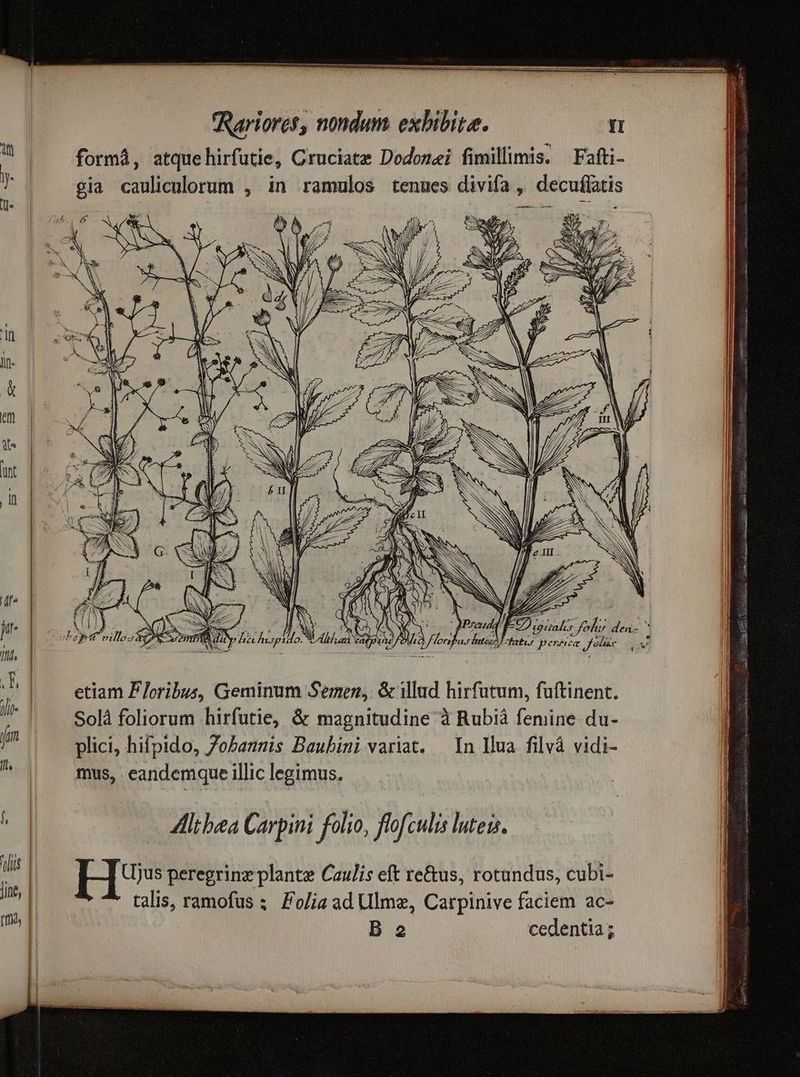 formá, atquehirfutie, Cruciate Dodomei fimillimis. —Fafti- gia cauliculorum , in ramulos tenues divifa , decuffatis — S N |- ENS E^ Z D. TX | NEC SS AE etiam Ploribus, Geminum Semen, & iud hirfutum, fuftinent. Solà foliorum hirfutie, & magnitudine à Rubià femine du- plici, hifpido, 7obannis Baubini variat. — In Hua. filvà vidi- - mus, eandemque illic legimus. Mltbea Carpini folio, flofculis luteis. (Ijus peregrinz plante Caulis eft re&us, rotundus, cubi- talis, ramofus & Fo/ia ad Ulm, Carpinive faciem ac- B 2 cedentia ; ——— ^ TU ma e am m T) EE E EE EE EE EE PEE E E — € € ——— € M M ram t ÍÀ—À— sis idc SR n