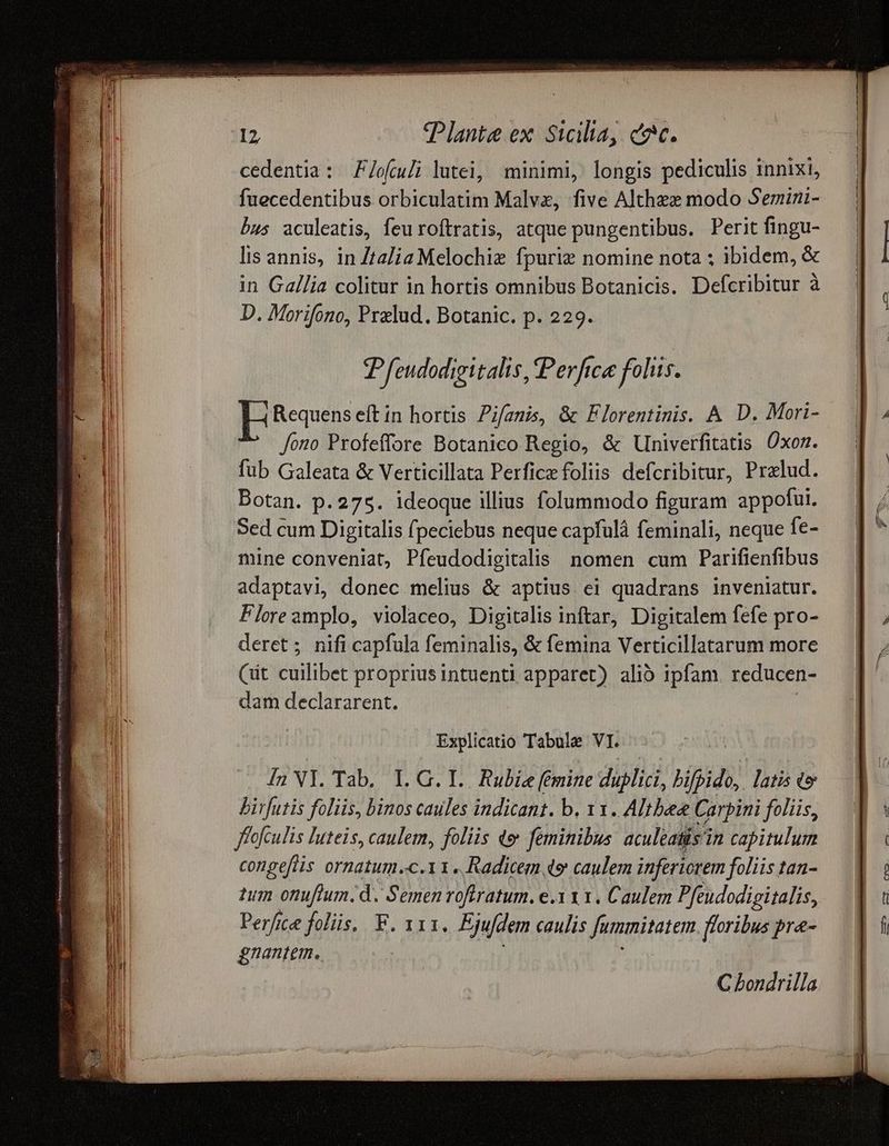 cedentia: F/ofuli lutei, minimi, longis pediculis innixi, fuecedentibus orbiculatim Malve, five Althez modo Semini- bus aculeatis, feu roftratis, atque pungentibus. Perit fingu- lis annis, in Ztzlia Melochiz fpurie nomine nota ; ibidem, & in Gallia colitur in hortis omnibus Botanicis. Defcribitur à D. Morifono, Prelud. Botanic. p. 229. PPfeudodigitalis ,Perfica folis. Li Requens eft in hortis Pifanis, & Florentinis. A D. Mori- fono Profeffore Botanico Regio, & Univerfitatis. Oxon. fub Galeata & Verticillata Perfice foliis defcribitur, Pralud. Botan. p. 275. ideoque illius folummodo figuram appofui. Sed cum Digitalis fpeciebus neque capfulà feminali, neque fe- mine conveniat, Pfeudodigitalis nomen cum Parifienfibus adaptavi, donec melius & aptius. ei quadrans inveniatur. Floreamplo, violaceo, Digitelis inftar, Digitalem fefe pro- deret; nifi capfula feminalis, & femina Verticillatarum more Cit cuilibet propriusintuenti apparet) alió ipfam. reducen- dam declararent. Explicatio Tabule VI. in NI. Tab. 1. G. I... Rubie (emine duplici, bifpido,. latis «v birfutis foliis, binos caules indicant. b. 11. Altbee Carpini foliis, ffofculis luteis, caulem, foliis do feminibus acultatis'i in capitulum congefis ornatum.c.11. Radicem qo caulem inferiorem foliis tan- tum onuflum.d. Semen voftratum. e.x 1 1. Caulem Pfeudodigitalis, Perfice folis. F. 111. Ejufdem caulis Jummitatem floribus pre- gnantem.. C bondrilla