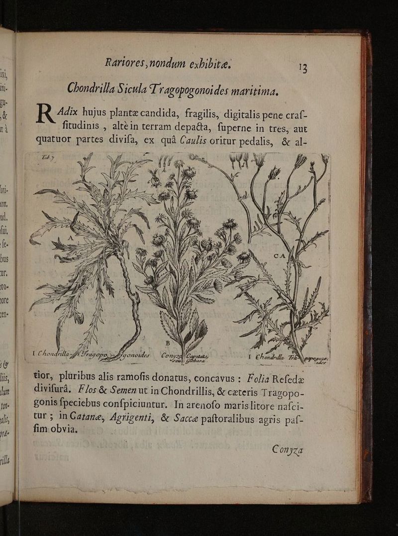 tore Chondrilla Sicula T; ragopogonoides maritima. Re hujus plante candida, fragilis, digitalis pene craf- fitudinis , altein terram depa&amp;a, füperne in tres, aut Con yz