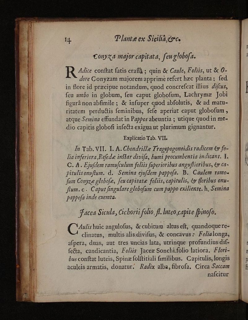 €onyxa major capitata, feu globofa. Re conftat fatis craffà ; quin & Caule, Foliis, ut & 0- dore Conyzam majorem apprime refert hec planta; fed in flore id precipue notandum, quod concrefcat illius. Zifcus, fcu umbo in globum, feu caput globofum, Lachrymz Jobi figurà non abfimile ; & infuper quod abfolutis, & ad matu- ritatem perdu&is feminibus, fefe aperiat caput globofum , atque Semina effundat in Pappos abeuntia ; utique quodin me- dio capitis globofi infeta exigua ut plurimum gignantur. Explicatio Tab. VII. In Tab. VII. Y. A. Choudrille Tragepogonoidis radicem t» fo- lia inferiora, Refede inflar divifa, bumi procumbentia indicant. 1. C. A. Ejufdem ramu[culum foliis fuperioribus anguflioribus, t» ca- pitulisonuflum. d. Semina ejufdem pappofa. B.. Caulem ramo- fum Conyze globofe, feu capitate foliis, capitulis, «o loribus onu- flum. c. Caput fingulare globofum cum pappo exiliente. h, Semina pappofa inde exemta. facea Sicula, Cicborti folio, fl. luteo, capite fpinofo. Qua huicangulofus, & cubitum altuseft, quandoquere- clinatus, multis alis.divifus, & concavus: PFolialonga, afpera, duas, aut tres uncias lata, utrinque profundius dif- fe&a, candicantia, Foliis Jacez Sonchi.folio latiora. P/ori- bus conftat luteis, Spinz folftitiali fimilibus. Capitulis, longis aculeis armatis, donatur. Radix alba,fibrofa. Circa Saccam nafcitur