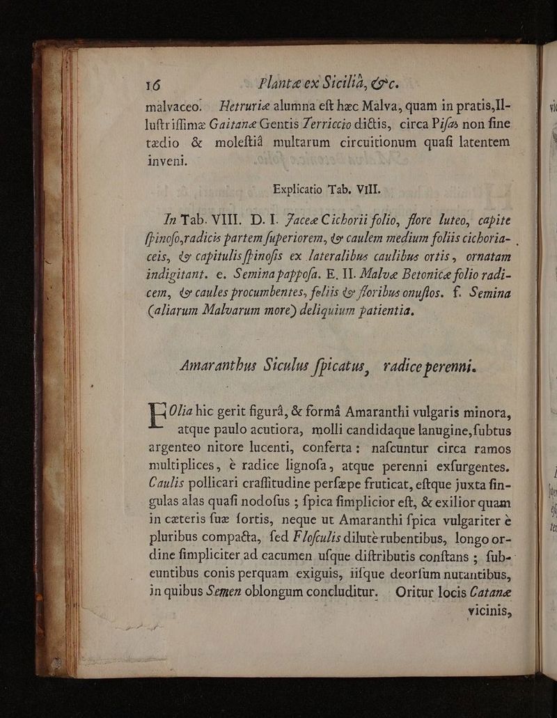 Or tp malvaceo. —Hetrurie alumna eft hec Malva, quam 1n pratis,Il- luftriffime Gaitaze Gentis Zerriccio di&is, circa Pif2s non fine tzdio & moleftià multarum circuitionum quafi latentem inveni. Explicatio Tab. VIII. In Tab. VII. D. I. 7acee Cicborii folio, flore luteo, capite fhinofo,radicis partem fuperiorem, te caulem medium foliis cichoria- ceis, de capitulis [pinofis ex lateralibus caulibus ortis ,, ornatam indigitant. e. Semina pappofa. E. Yl. Malve Betonice folio radi- cem, de caules procumbentes, feliis qe foribus onuflos. f. Semina (aliarum Malvarum more) deliquium patientia. IE Olia hic gerit figurà, & formá Amaranthi vulgaris minora, atque paulo acutiora, molli candidaque lanugine,fubtus argenteo nitore lucenti, conferta: nafcuntur circa ramos multiplices, e radice lignofa, atque perenni exfurgentes. Caulis pollicari craffitudine perfepe fruticat, eftque juxta fin- gulas alas quafi nodofus ; fpica fimplicior eft, & exilior quam in ceteris fuz fortis, neque ut Amaranthi fpica vulgariter e pluribus compatta, fed F/ofculis dilute rubentibus, longo or- dine fimpliciter ad cacumen ufque diftributis conftans ; fub- euntibus conis perquam exiguis, iifque deorfum nutantibus, in quibus Semez oblongum concluditur. : Oritur locis Catane vicinis,