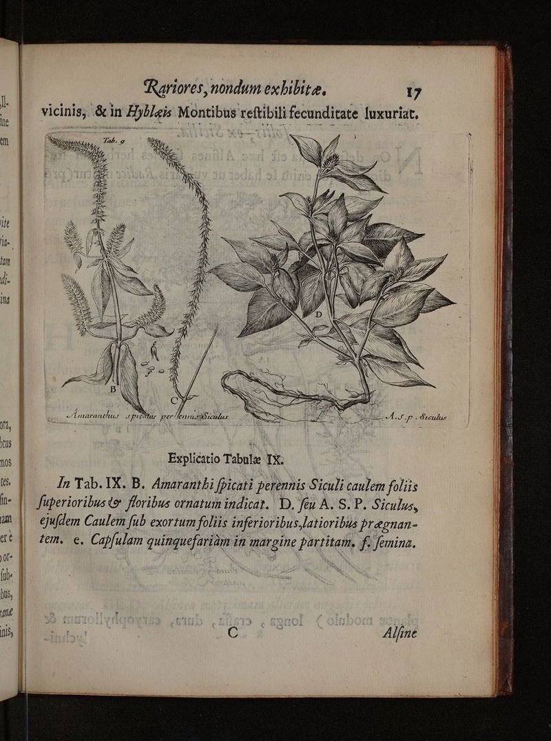 vicinis, &in Hyl/eis Montibus reftibili fecunditate luxuriat, S PU a Ano EST EX t MEE. ^ ic 77. A Ü- | 5 z ON || ! m AB C NR WT P LE — ^ie d E. a2 NV Aw 3. Mt zz NN / S z — SEI V ON SN , Am 7 Ty 4j c T W// e 7 LÀ LZ ZR a f» a^ Z — E | A ——— ze pe Ir LAE s Lee. dup - Sreulae 4 S / Ev —Lnaranthur Jpicec Ld j/1 S. Explicatio Tabulae IX. In Tab. X. B. Amarantbi fpicati perennis Siculi caulem foliis || fuperioribusto floribus ornatum indicat. D. feu A. S. P. Siculus, ejufdem Caulem [ub exortum foliis inferioribus latioribus pr&gnan- tem. e, Cap[ulam quinquefariàm in margine partitam, f. femina. Alfme
