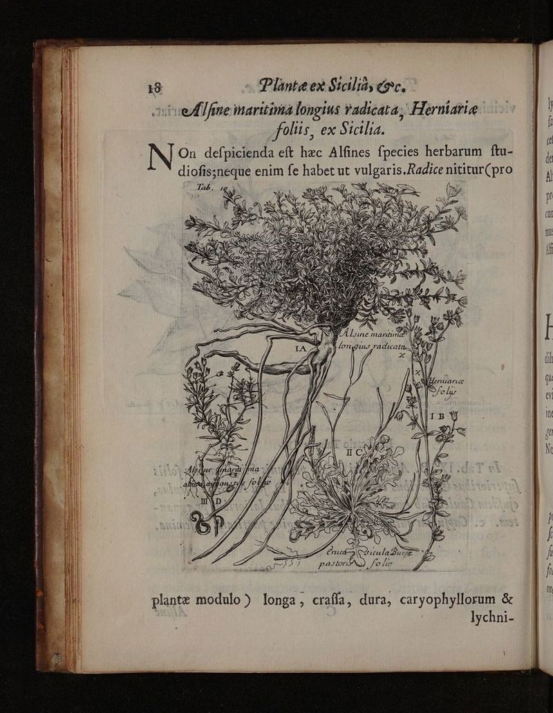 ced Time maritima longius vadicata; Herniaria foliis, ex Sicilia. INL On. defpicienda eft hec Alfines fpecies herbarum ftu- VeieapuiAr B MR mter geriet ar HERAUS Ive Hine i iie N , ? ! S E A . £s : r ZduulaS$urz É E aJ4orn. S e he costae Ange usce S qa i e icem plante modulo) longa, crafía, dura, caryophyllorum & ay lychni-
