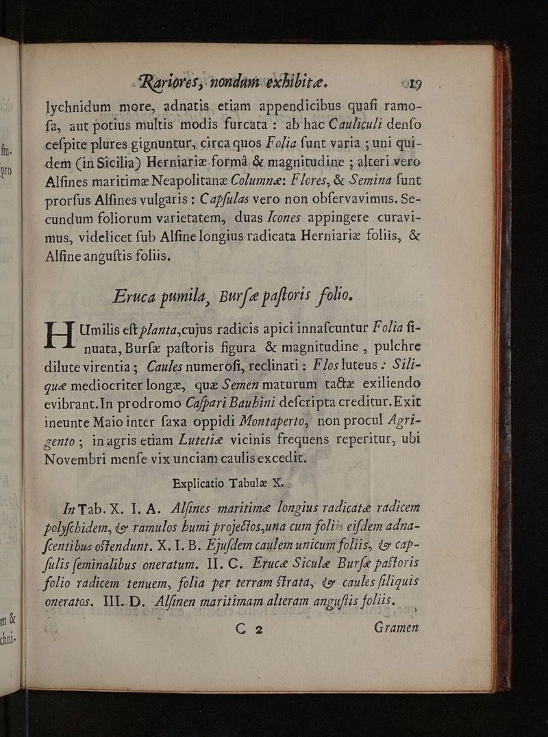 lychnidum more, adnatis etiam appendicibus quafi ramo- fa, aut potius multis modis furcata : ab hac Cauliculi denfo cefpite plures gignuntur, circa quos Folia funt varia ; uni qui- dem (in Sicilia) Herniariz.formà. & magnitudine ; alteri vero Alfines maritime Neapolitane Columnae: F lores, & Semina funt prorfus Alfines vulgaris : Capfulas vero non obfervavimus. Se- cundum foliorum varietatem, duas /comes appingere curavi- mus, videlicet fub Alfine longius radicata Herniariz foliis, & Alfine anguítis foliis. Eruca pumila, Bur[z paftoris. folio. EH Umilis eft p/2722,cujus radicis apici innafcuntur Foia fi- nuata, Burfz paítoris figura & magnitudine , pulchre dilute virentia; Caules numerofi, reclinati : F/osluteus : Sii- qu& mediocriterlongz, quz Semen maturum taQz exiliendo evibrant.In prodromo Cafpari Baubini defcripta creditur. Exit ineunte Maio inter faxa oppidi 7Montaperto, non procul Zgri- gento; inagris etiam Lufetie vicinis frequens reperitur, ubi Novembri menfe vix unciam caulis excedit. Explicatio Tabul: X.. In' Tab. X. I. A.. Alfrnes maritime longius radicate radicem polyfcbidem, «e ramulos bumi projeclos,una cum folis eifdem adna- fcentibus offendunt. X. Y. B. Ejufdem caulem unicum folüs, te cap- fulis feminalibus oneratum. V. C... Eruce Sicule Burfe pastoris folio radicem tenuem, folia per terram $frata, de caules [Aliquis oneratos, I. D. dd inen maritimam dua Angus folis. 6o Gramen