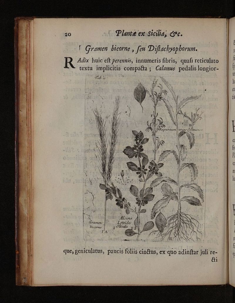 T. Gramen. bicorne , feu «Diflachyopborum. R Adix huic eft perennis, innumeris fibris, quafi reticulato textu implicitis compa&a ; Calamus. pedalis longior- ries ea e. se E) Frtginigyytr (TET those npe eene ty 74 cen» bicorrne | EY IA siye Avent yeyaegese tp api e AN Eco SAO NH In IA SEA TR ie oy o Ec MEE c cda , que; geniculatus, paucis foliis cin&tus, ex quo adinftar juli re- ei
