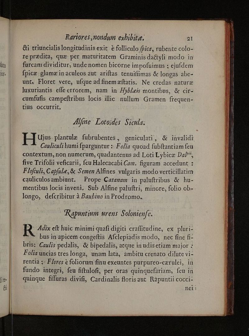 lito lof. Rariores nondum exbibite; — — 21 &i triuncialis longitudinis exit é folliculo fpica, rubente colo- repredita, quz: per maturitatem Graminis da&yli modo in furcam dividitur, unde nomen bicorne impofüimus : ejufdem Ípice glamz inaculeos aut ariftas tenuifümas & longas abe- unt, Floret vere, ufque ad finem zítatis. Ne credas nature luxuriantis effe errorem, nam in Hyblei montibus, & cir- cumfufis campeftribus ste ilic nullum Gramen facueld tius Occurrit. Alfme Lotoides. Sicula. Ujus.plantule fubrubentes , geniculati, & invalidi - Cauliculi humi fparguntur :: Fo/ia quoad fubftantiam feu contextum, non numerum, quadantenus ad Loti Lybice Daf, five Trifolii veficarii, feu Halecacabi Cam. figuram accedunt : P lofculi, Capfule, & Semen Alfines vulgaris modo verticillatim cauliculosambiunt. | Prope Cazazam: in paluftribus & hu- mentibus locis inveni, Sub Alfine paluftri, minore, folio ob- longo, defcribitur à BauZiuo in Prodromo. apuntium urens S olontenfe. R Adix eft huic minimi quafi digiti craffitudine, ex pluri- - bus in apicem congeftis Afclepiadis modo, nec finc fi- bris: Caulis pedalis, & bipedalis, atque in udis etiam major : Folia uncias tres longa, unam lata, ambitu crenato dilute vi- fundo integri, feu fiftulofi; per oras quinquefariam, feu in quinque fiffuras divifi, Cardinalis floris aut. Rapuntii cocci- nei
