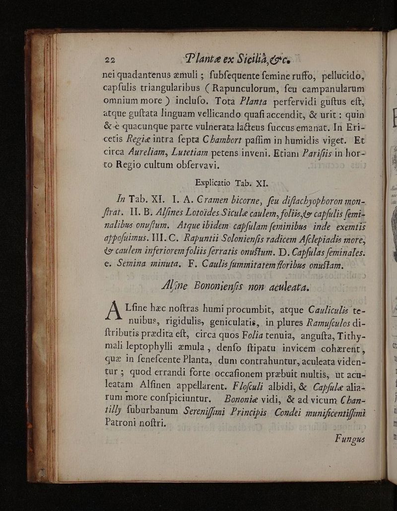 nei quadantenus zmuli ; fubfequente femine ruffo, pellucido, capfulis triangularibus ( Rapunculorum, feu campanularum omnium more ) inclufo. Tota P/azta perfervidi guítus eft, atque guftata linguam vellicando quafi accendit, &amp; urit: quin &amp;.-e quacunque parte vulnerata lacteus fuccus emanat. In Eri- cetis Reeie intra fepta C bambort paflim in humidis viget. Et circa. Zlureliam, Lutetiam petens inveni. Etiam Parifiis in hor- to Regio cultum obfervavi. Explicatio Tab. XI. In Tab. XI. 1. A. Cramen bicorne, feu diffacbyophoron mon- frat. 1. B. Alfrnes Lotoides Sicule caulem, foliis te cap[ulis femi- nalibus onuftum. Atque ibidem. capfulam feminibus. inde. exemtis ajpofuimus. VII. C... Rapuntii Solonienfis radicem Afclepiadis more; te caulem inferiorem foliis ferratis onuffum. D . Capfulas feminales. e. Semina minuta, F. Caulis fummitatem foribus onuflam. Jine Bononienfis non. aculeata. A Lfine hzc noftras humi procumbit, atque Cauiculis te- nuibus, rigidulis, geniculatis, in plures Ramufculos di- Itributis predita eft, circa quos Fo/ja tenuia, angufta, Tithy- mali leptophylli zmula , denfo ftipatu invicem cohzrent, que in fenefcente Planta, dum contrahuntur, aculeata viden- tur; quod errandi forte occafionem prebuit multis, ut acu- leatam Alfinen appellarent. F/ofuli albidi, &amp; Capfula alia- run more confpiciuntur. . Pozozie vidi, &amp; ad vicum CAan- lil] fuburbanum Serenifimi Principis Condei munificentiffrmi Patroni noftri. | | E HI19us