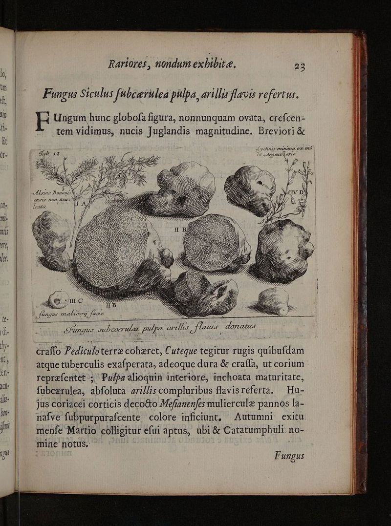  Fungus Siculus fübeerulea pulpa, arillis flavis refertus. T, E Ungum hunc globofa figura, nonnunquam ovata, crefcen- : | tem vidimus, nucis Juglandis magnitudine. Breviori &amp; Ud qi ous ; ü- ] ge , ! ELFLü LOPL Qu 4 s VEU FIÀ j IL S l zd N 5 z P AS eN IN SN e surc ^ ungui subcorrulez. pulpa artlfes Jhon donadüur IL B craffo Pediculoterre coheret, Cuteque tegitur rugis quibufdam atque tuberculis exafperata, adeoque dura &amp; craffa, ut corium - repraferitet ;.' Pula alioquin interiore, inchoata maturitate, fubcerulea, abfoluta ari//is compluribus flavisreferta. — Hu- jus coriacei corticis deco&amp;o Mefranenfes mulierculz pannos la- nafve fubpurpurafcente colore inficiunt; — Autumni exitu menfe Martio colligitur efui aptus, ubi &amp; Catatumphuli. no- mine notus. non | | Fungus E ay pi AR 29 gas I CO PRESEETTNESNORVA Sising