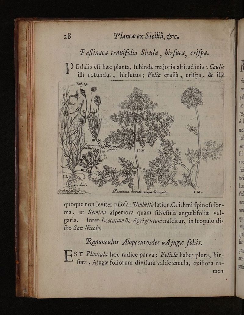 Pafiinaca tenifolia Sicula ; hirfuta, crifpa. Edalis eft hzc planta, fubinde majoris altitudinis : Caulis ' Ah rotundus, hirfutus; Folia craffa , crifpa, &amp; illa — E a2 et apes SECATASSNNE MA p RAT eere t MALA [^ S S E V. quoque non leviter pilofa : Umbel/alatior,C rithmi fpinofi for- ma, at Semina afperiora quam filveftris anguftifolie vul- garis. Inter Leocatam &amp;. Agrigentum naícitur, infcopulo di: Go San Nicolo. Ranunculus. Alopecuroides eMjugee foliis. AST. Plantula hec radice parva: Foliola habet plura, hir- futa , Ajugz fuliorum divifura valde zmula, exiliora ta- men —— uu — dci S — a