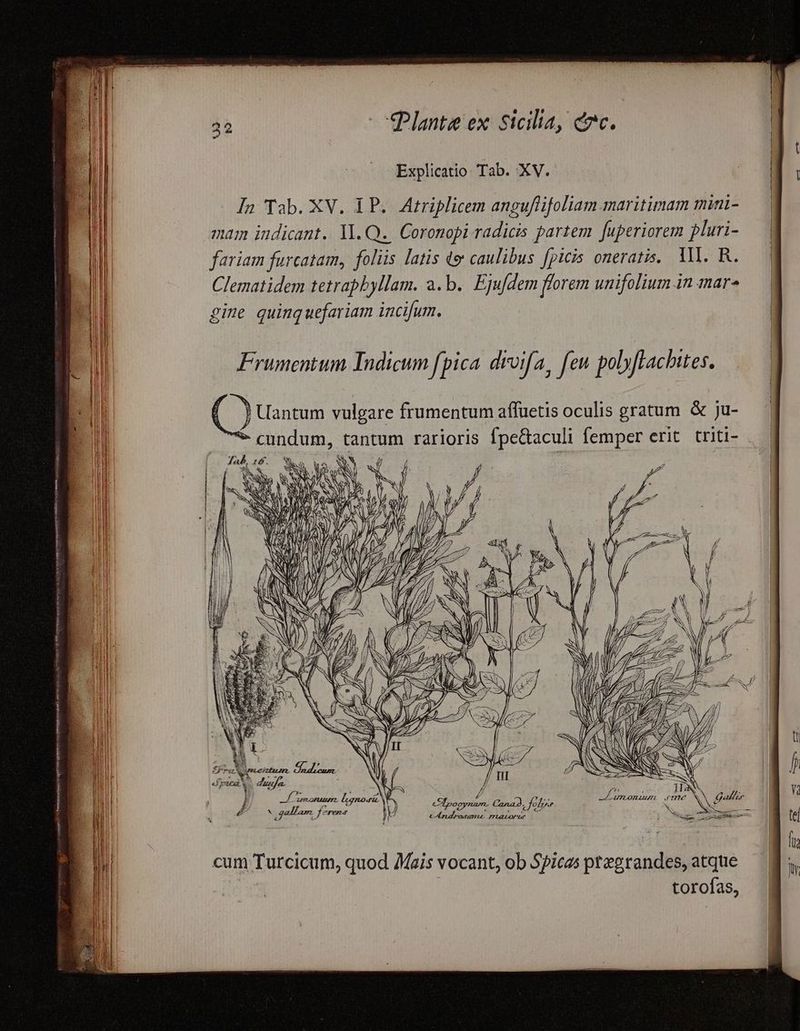 Explicatio Tab. XV. In Tab. XV. IP. Atriplicem anguflifoliam maritimam mini- mam indicant. 1. Q.. Coronopi radicis partem. Juperiorem pluri- fariam furcatam, foliis latis qo caulibus [picis oneratis.. All. R. Clematidem tetrapbyllam. a.b. Ejudem florem unifolium in mar gine quinquefariam incifum. Frumentum Indicum fpica droifa, feu polyftachites. B. Uantum vulgare frumentum affuetis oculis gratum &amp; ju- *- cundum, tantum rarioris fpe&amp;aculi femper erit. triti- . Jab, 16. VUE ! / I 2 : RE A jq ueed nuum. lognodic,  35 -—— Uh » ur eI posynaum. Cana, folrre u oJ EN M cA radrosemue munorur cum Turcicum, quod Mais vocant, ob Spicas ptegrandes, atque torofas,