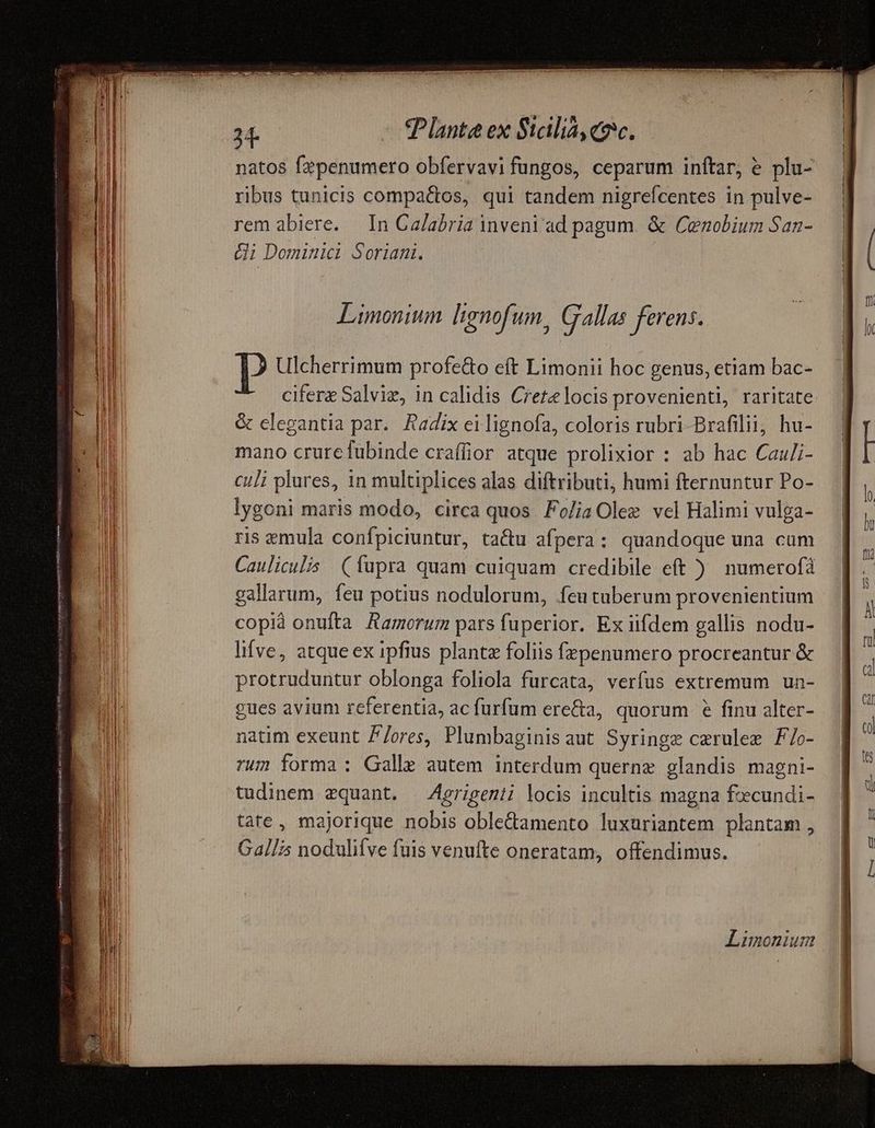 armes 7 Atem n ag e uen an o | T! 'p Plante ex S1alia, eec. natos fzpenumero obfervavi fungos, ceparum inftar, & plu- ribus tunicis compactos, qui tandem nigrefcentes in pulve- rem abiere. In Calabria inveni ad pagum. & Cenobium San- &i Dominica Sorianmi. Limonium lignofum, Gallas ferens. P Ulcherrimum profedo eft Limonii hoc genus, etiam bac- cifere Salviz, in calidis Cietz locis provenienti, raritate & elegantia par. Radix ei lignofa, coloris rubri-Brafilii, hu- mano crure fubinde craffior atque prolixior : ab hac Du culi plures, in multiplices alas diftributi, humi fternuntur Po- lygoni maris modo, circa quos. FoliaOlez vel Halimi vulga- ris emula confpiciuntur, tactu afpera: quandoque una cum Cauliculis (fupra quam cuiquam credibile eft ) numerofà gallarum, feu potius nodulorum, feutuberum provenientium copià onufta Aamorum pars Pubs. Ex iifdem gallis nodu- lifve, atque ex ipfius plantz foliis fepenumero procreantur & protruduntur oblonga foliola furcata, verfus extremum un- tudinem zquant. —erigenii locis incultis magna fcecundi- tate, majorique nobis oble&amento luxuriantem plantam , Gallis nodulifve fuis venufte oneratam, offendimus. Limonium