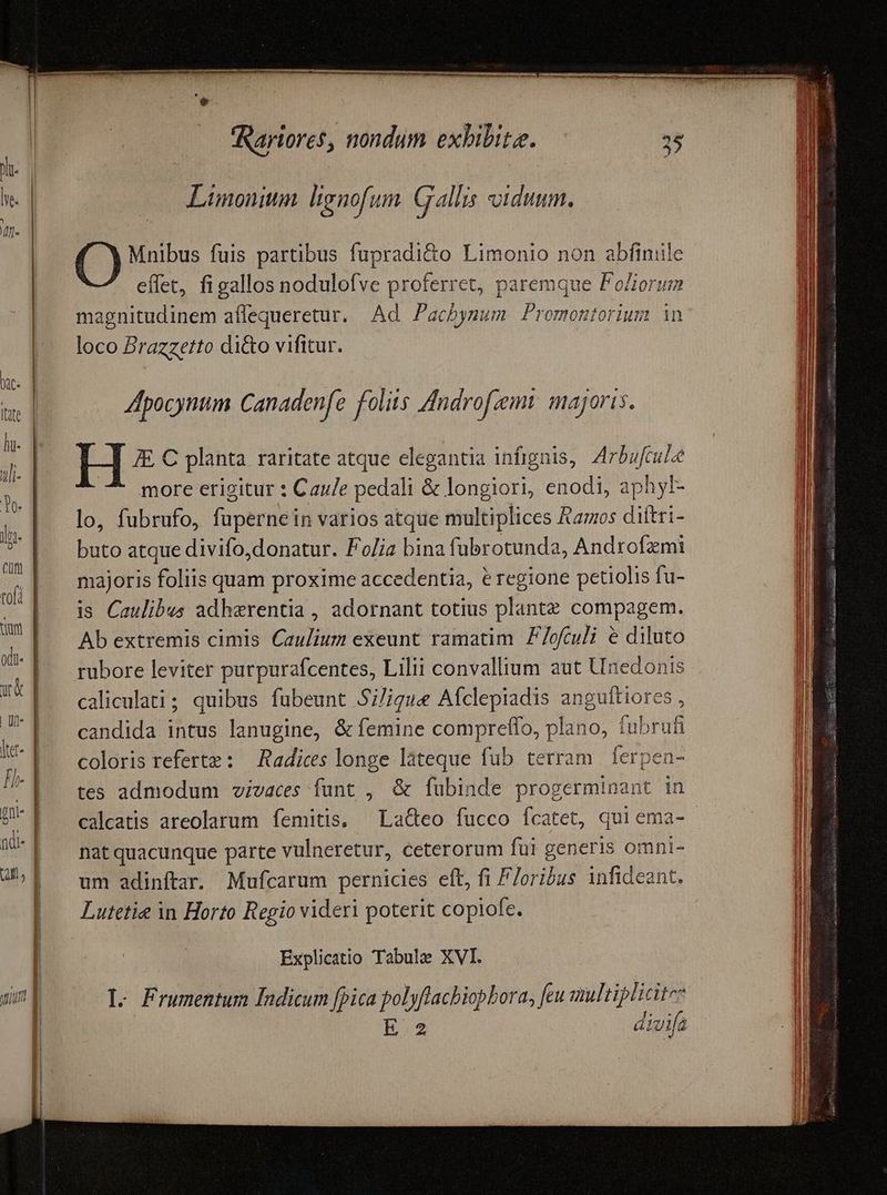 Limonitm. lignofum. Gallis oiduum, C) Mnibus fuis partibus fupradi&o Limonio non abfiniile effet, figallos nodulofve proferret, paremque PoZiorum magnitudinem affequeretur. Ad Pacbymum Promontorium in loco Prazzerto dicto vifitur. Zpocynum Canadenfe foliis 4ndrofzem majoris. H E, C planta raritate atque elegantia infignis, ZIrbuftul —7* moreerigitur : Cau/e pedali & longiori, enodi, aphyl- lo, fubrufo, füupernein varios atque multiplices Ramos dittri- buto atque divifo,donatur. Fo/ia bina fubrotunda, Androfzmi majoris foliis quam proxime accedentia, & regione petiolis fu- is Caulibus adherentia , adornant totius plante compagem. Ab extremis cimis Caulium exeunt ramatim P/ofculi e diluto rubore leviter purpurafcentes, Lilii convallium aut Unedonis caliculati; quibus fubeunt Si/igue Aíclepiadis angultiores candida intus lanugine, & femine compreffo, plano, fubru coloris referte: Radices longe làteque fub terram | ferpen- tes admodum vivaces funt , & fubinde progerminant in calcatis areolarum femitis, — La&eo fucco fcatet, quiema- - nat quacunque parte vulneretur, ceterorum fui generis omni- um adinftar. Mufcarum pernicies eft, fi P7oribus infideant. ? f 1: $ divifa