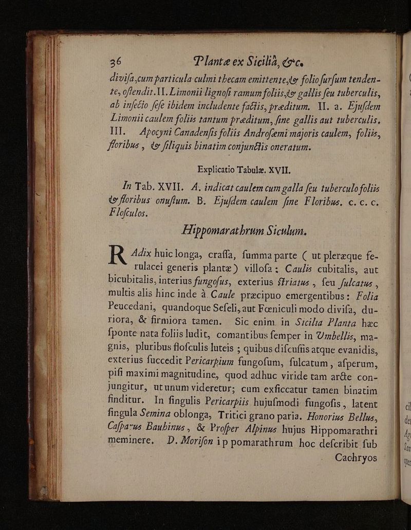 Explicatio Tabul. XVII. In Tab. XVII. 4. indicat caulem cum galla feu tuberculo folüs te floribus onuflum. B. Fjufdem caulem fme Floribus. c. c. c. Flofculos. Hippomaratbrum Siculum. Adix huiclonga, craffa, fumma parte (| ut plerzque fe- rulacei generis plante) villofa: Cau/is cubitalis, aut bicubitalis, interius fuzgofus, exterius ffriatus , feu Julcatus , mulus alis hinc inde à. Cau/e precipuo emergentibus: Folia Peucedani, quandoque Sefeli, aut Faeniculi modo divifa, du- rlora, & firmiora tamen. Sic enim. in Sicilia Planta hxc fponte nata foliis ludit, comantibus femper 1n Vbellis, ma- gnis, pluribus flofculis luteis ; quibus difcufiis atque evanidis, exterius fuccedit Pericarpium fungofum, fulcatum, afperum, pif! maximi magnitudine, quod adhuc viride tam ar&e con- jungitur, utunum videretur; cum exficcatur tamen binatim finditur. In fingulis Pericarpiis hujufmodi fungofis ,. latent fingula Semina oblonga, Tritici grano paria. Horzorius Bellus, Cafpa-us Baubinus, & Profper Alpinus hujus Hippomarathri meminere, — D. Morifon ip pomarathrum hoc defcribit fub Cachryos