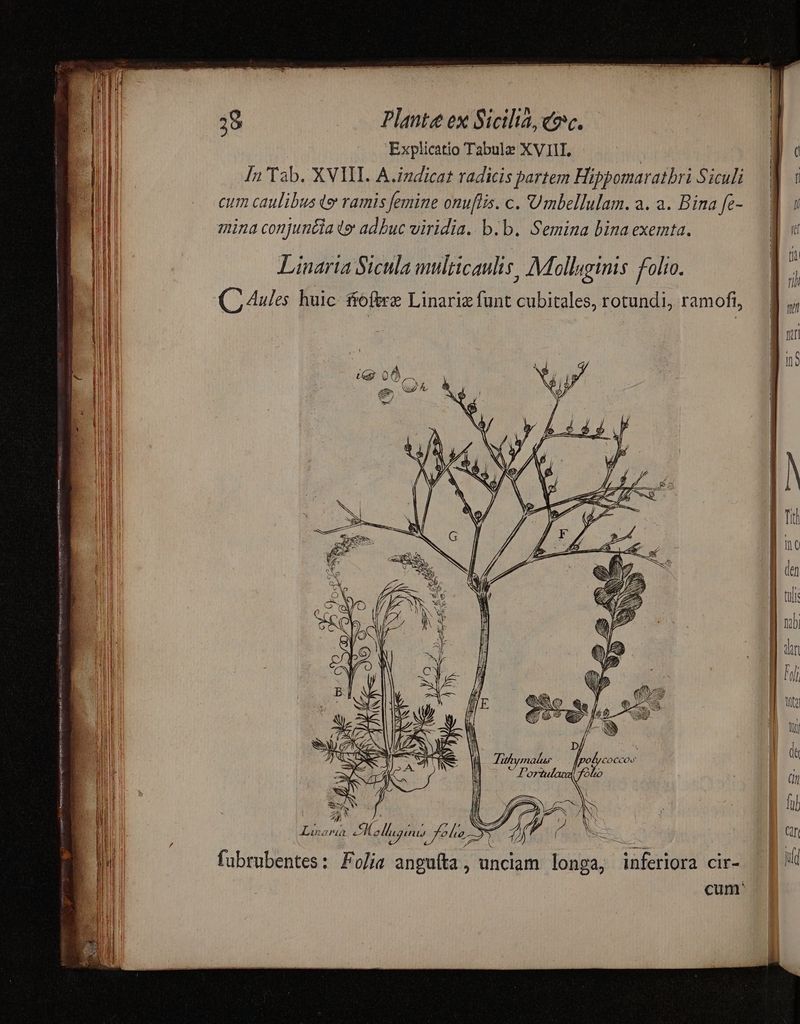 —— f iR Ama MET a Sm e i, EET iar a E SM o t s ARR EE en e - — — 38 Plante ex Sicilta, eoe. Explicatio Tabulz XVII, ll In Tab. XVII. A.izdicat radicis partem Hippomaratbri Siculi. M i II cum caulibus te ramis femine onu[lis. c. Umbellulam. a.a. Binafe- 8 « Il mina conjuntia (e adbuc viridia. b.b. Semina bina exemta. E Linarta Sicula multicaulis, Mollaginis folio. (D 4ules huic fíoftre Linariz funt cubitales, rotundi, ramofi, ] ll | Ins | | | M hij Jl We D Wi ] TU d JT » : (1) TM y Hs x f Bild i. NOTUM | I LX INS iij Al ALanaraa Mollis fola | fe. Cr ME , N p , JU fubrubentes: Folis anguíta, unciam longa, inferiora cir- | i ME cum: