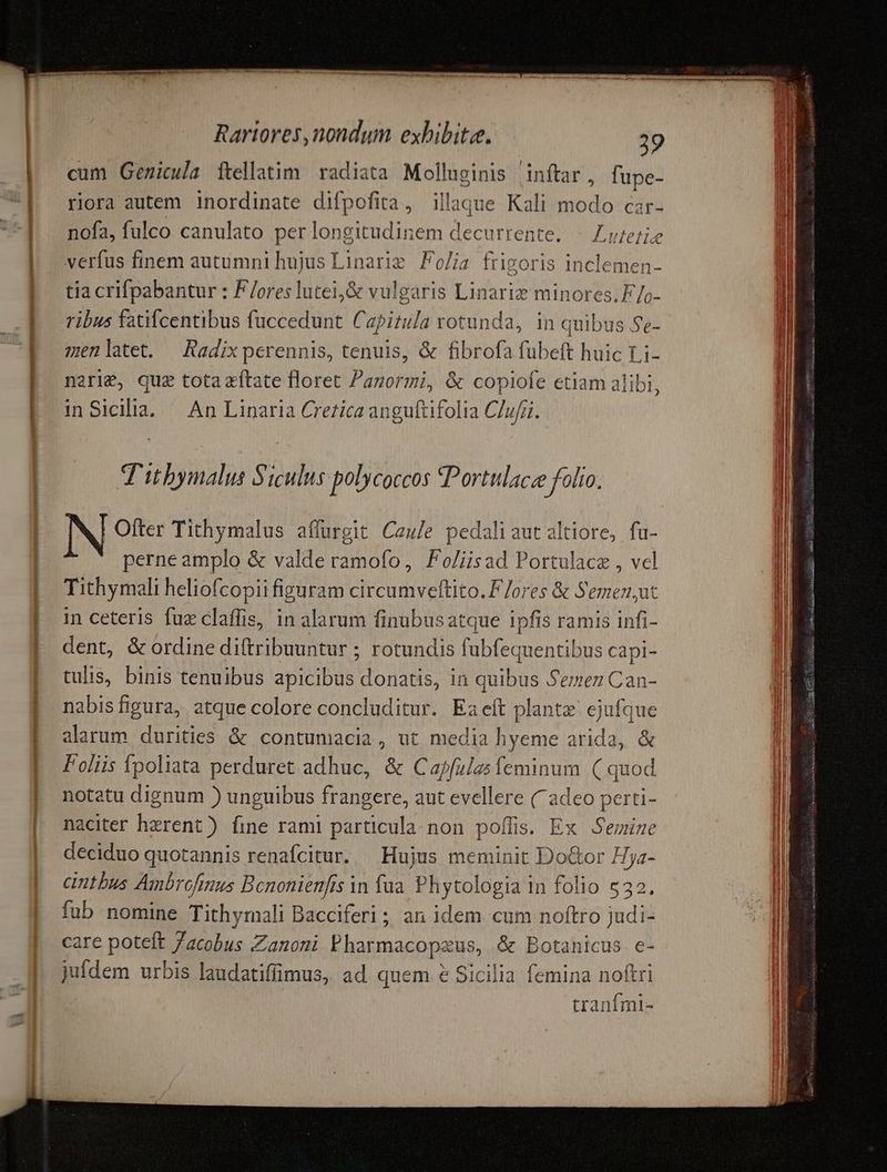 cum Genzicula ftellatim. radiata Molluginis inftar, fupe- riora autem inordinate difpofita, illaque Kali modo car- nofa, fulco canulato per longitudinem decurrente. | Luretie verfus finem autumni hujus Linarie Fo/ía frigoris inclemen- tia crifpabantur : F/ores lutei,& vulgaris Linariz minores. F /o- ribus fatifcentibus fuccedunt Capitula rotunda, in quibus Se- menlatet. Radix perennis, tenuis, & fibrofa fübeft huic Li- narig, quz totazítate floret Panormi, & copiofe etiam alibi, inSicilia. — An Linaria Crerica anguftifolia C/ufii. J tt bymalus Siculus polycoccos Portulacee folio, IN Ofter Tithymalus affurgit Cau/le pedali autaltiore, fu- perne amplo & valde ramofo, Fo/iisad Portulacz , vel Tithymali heliofcopii figuram circumveftito. F/ores & Semen,ut in ceteris fuz claffis, in alarum finubusatque ipfis ramis infi- dent, & ordine diftribuuntur ; rotundis fubfequentibus capi- tulis, binis tenuibus apicibus donatis, in quibus Semez Can- nabis figura, atque colore concluditur. Eaeít plantz' ejufque alarum durities & contumacia , ut media hyeme arida, & Foliis fpoliata perduret adhuc, & Caffalas feminum ( quod notatu dignum ) unguibus frangere, aut evellere (^ adeo perti- naciter hzrent) fine rami particula non poffis. Ex Sezine deciduo quotannis renafcitur. ^ Hujus meminit Do&or Hya- cintbus Ambrofius Bcnonienfis in fua Phytologia in folio $32, fub nomine Tithymali Bacciferi; an idem cum noftro judi- care poteft Zacobus Zanoni Pharmacopzus, & Botanicus e- juídem urbis laudatiffimus, ad quem € Sicilia femina noftri tranfmi-