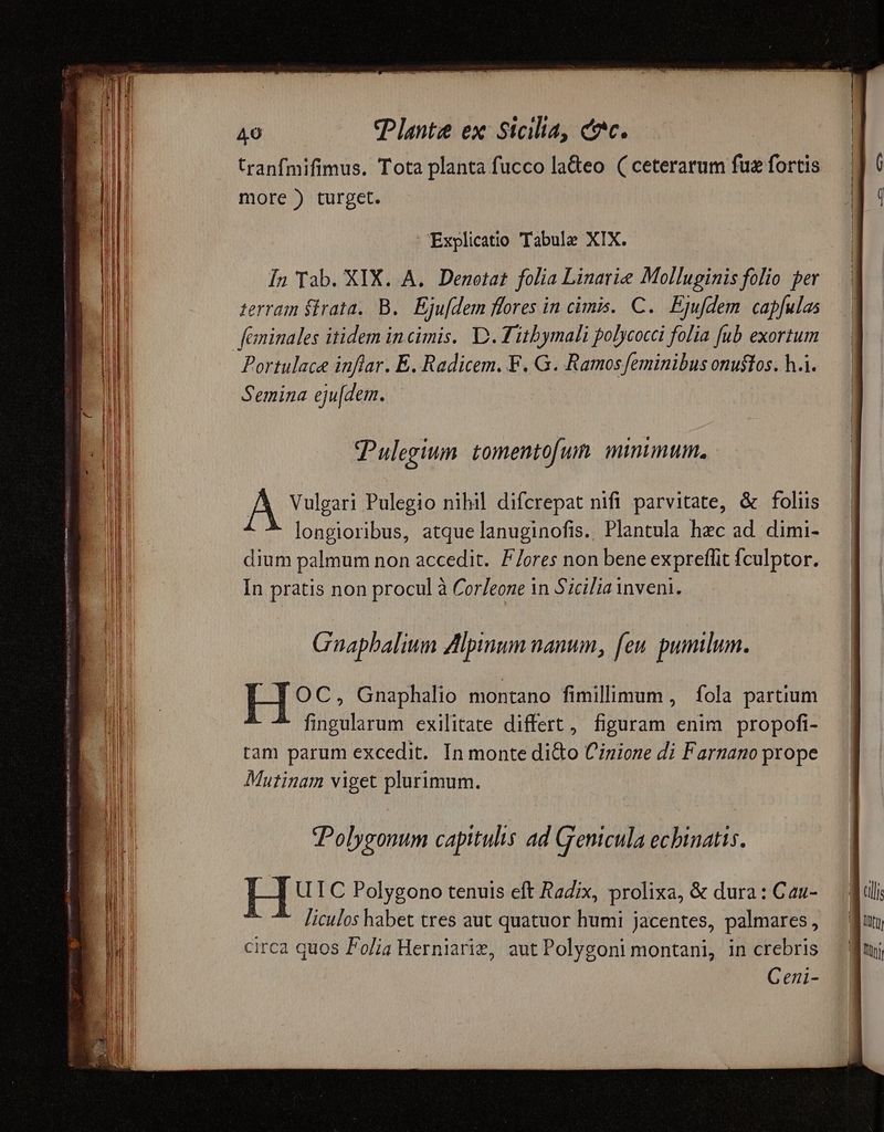 tranfmifimus. Tota planta fucco ladeo ( ceterarum fuz fortis more ) turget. Explicatio Tabule XIX. In Tab. XIX. A. Denotat folia Linatie Molluginis folio ber terram ítrata.. B. Eju[dem flores in cimis. C. Ejufdem. capfulas Portulace inflar. E. Radicem. F. G. Ramos feminibus onustos. h..i. Semina eju[dem. Pulegium tomentofumn minimum. Á Vulgari Pulegio nihil difcrepat nifi parvitate, & foliis longioribus, atque lanuginofis. Plantula hzc ad dimi- dium palmum non accedit. F/ores non bene expreffit fculptor. In pratis non procul à Corleone in Sicilia inveni. Gnapbalium Alpinum nanum, feu. pumilum. I—— OC, Gnaphalio montano fimillimum , fola partium fingularum exilitate differt, figuram enim propofi- tam parum excedit. In monte di&o Cinione di Farnano prope Mutinam viget plurimum. Polygonum capitulis ad Genicula echinatis. HL U IC Polygono tenuis eft Radix, prolixa, & dura: Cau- liculos habet tres aut quatuor humi jacentes, palmares : circa quos Folia Herniarie, aut Polygoni montani, in crebris Geni-
