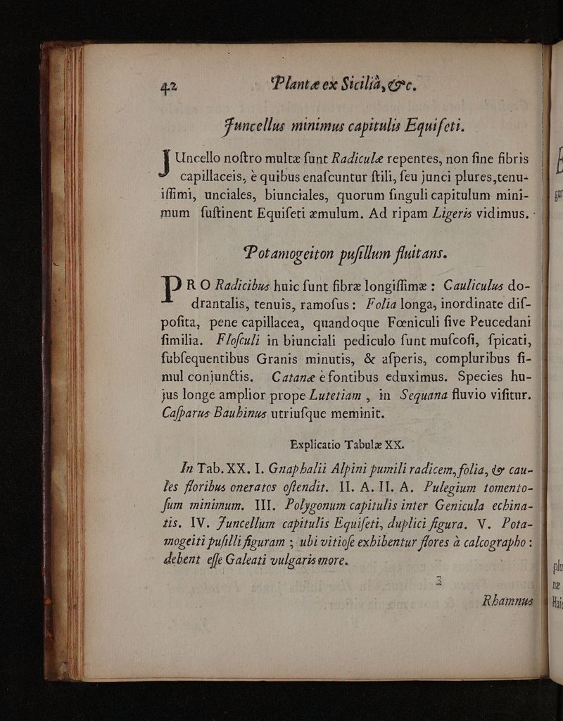 guncellus minimus capituli Equifeti. J Uncello noftro multe funt Radicule repentes, non fine fibris capillaceis, e quibus enafcuntur ftili, feu junci plures,tenu- iffimi, unciales, biunciales, quorum finguli capitulum mini- | mum fuftinent Equifeti zmulum. Ad ripam Zigeris vidimus. : Potamogeiton pufillum flutans. P R O Radicibus huic funt fibre longiffime : Cauliculus do- drantalis, tenuis, ramofus: olia longa, inordinate dif- pofita, pene canlbed! quandoque Foeniculi five Peucedani fimilia. F/ofcu/i in biunciali pediculo funt mufcofi, fpicati, fubfequentibus Granis minutis, & afperis, compluribus fi- mulconjunQdis. ^ Cafaze efontibus eduximus. Species hu- jus longe amplior prope Lutetiam , 1n. Sequana fluvio vifitur. Cafparus Baubinus utriufque meminit. Explicatio Tabulz XX. Rbhamnus