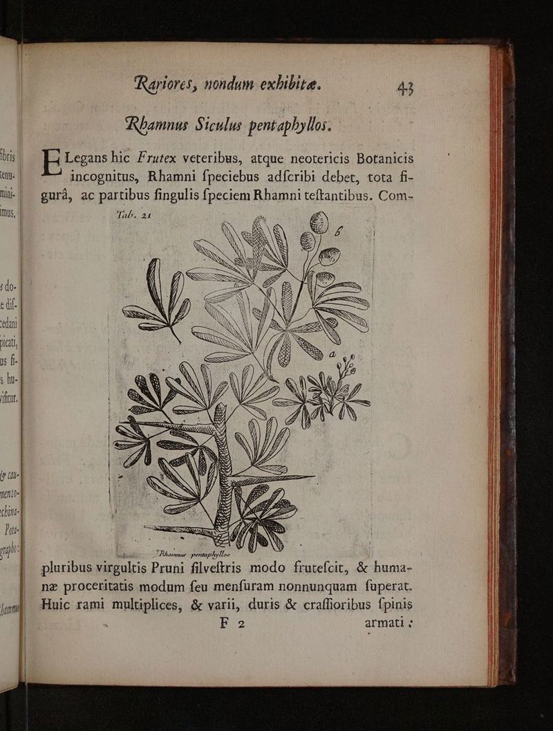 ANbamnus Siculus pentaphyllos. is | Legans hic Frutex veteribus, atque neotericis Botanicis «| ^— incognitus Rhamni fpeciebus adfcribi debet, tota fi- Wi-| gurà, ac partibus fingulis fpeciem Rhamni teftantibus. Com- Ius, Tab. 24 | ' beo amne pentaphylloc | pluribus virgultis Pruni flvellris modo frutefcit, & huma- | ne proceritatis modum feu menfuram nonnunquam fuperat. m Huic rami multiplices, & varii, duris & craflioribus fpinis d : F2 armati ;