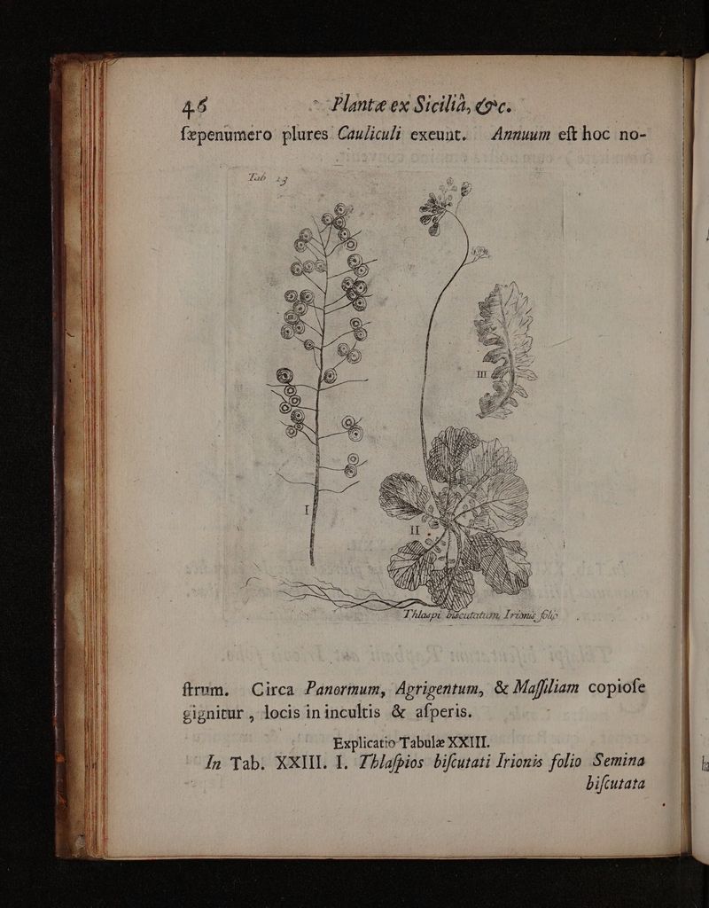fepenumero plures Cau/iculi exeunt. — Amuuum eft hoc no- | : ES Bu I Maepi Dicutatum, Lr foho | Joh ftrum. | Circa Panormum, Aprigentum, &amp; Maffliam copiofe i gignitur, locis inincultis &amp; afperis. B Explicatio Tabulae XXIII. E In Tab. XXIII. I. Zlafpios bifcutati Irionis folio Semina | bifcutata