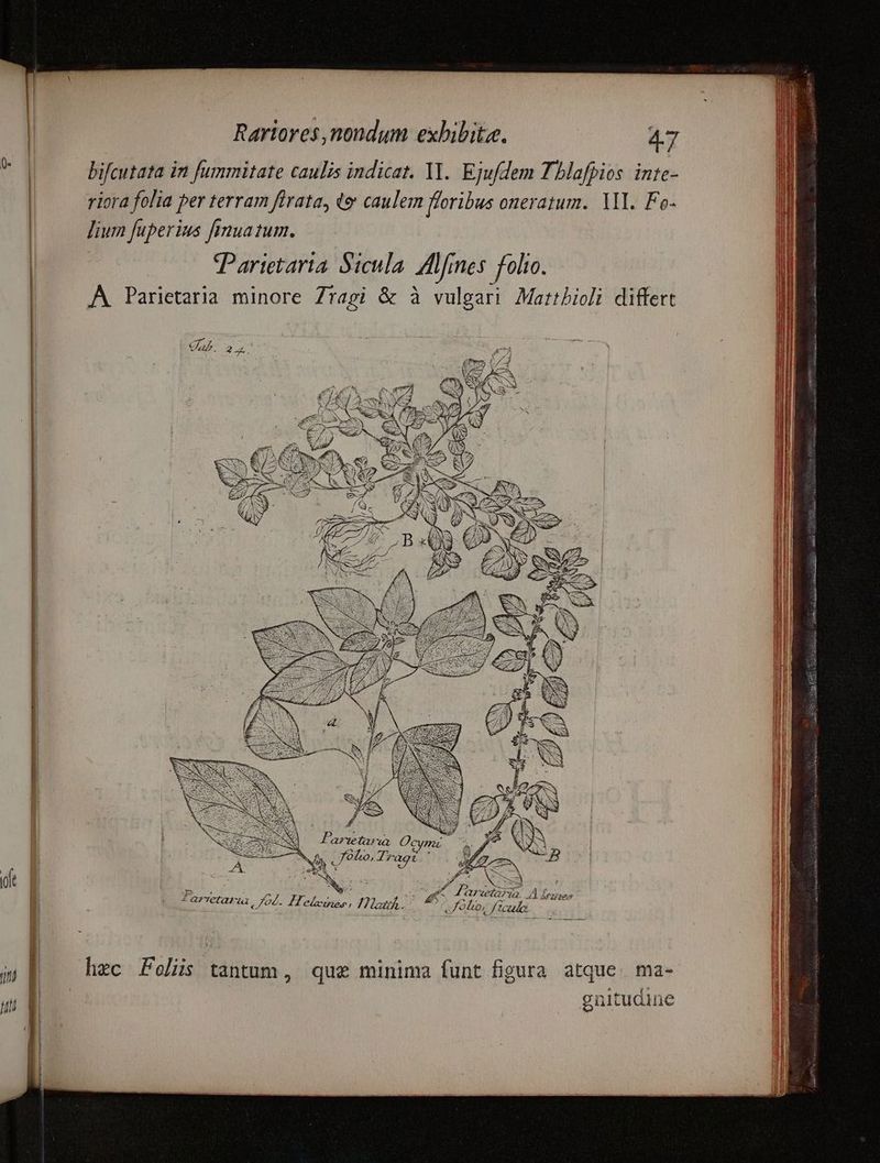 bifcutata in fummitate caulis indicat. YI. Ejufdem Tblafpios inte- riora folia per terram flrata, te caulem floribus oneratum. V. Fo- lium fuperius fimua tum. | Parietaria Sicula. Alfines folio. » A Parietaria minore Zragi &amp; à vulgari Mattioli differt Fartasa Oc 777A ; H Nn, 7/940, Tragt.' A 5» [5 CN Mox S 2 : 3  j i p. VE ^12 3^ yu Hy sm S e pad QITOOG7 1, P SG eer UJ j ) r3 , y^ ES 2 D iud Parvetaras | 700. Hekeies, Tllatrhs. olio, ficudo 2E 3a. ( mae hzc Felis tantum, qu&amp; minima funt figura dique hts güultualnce