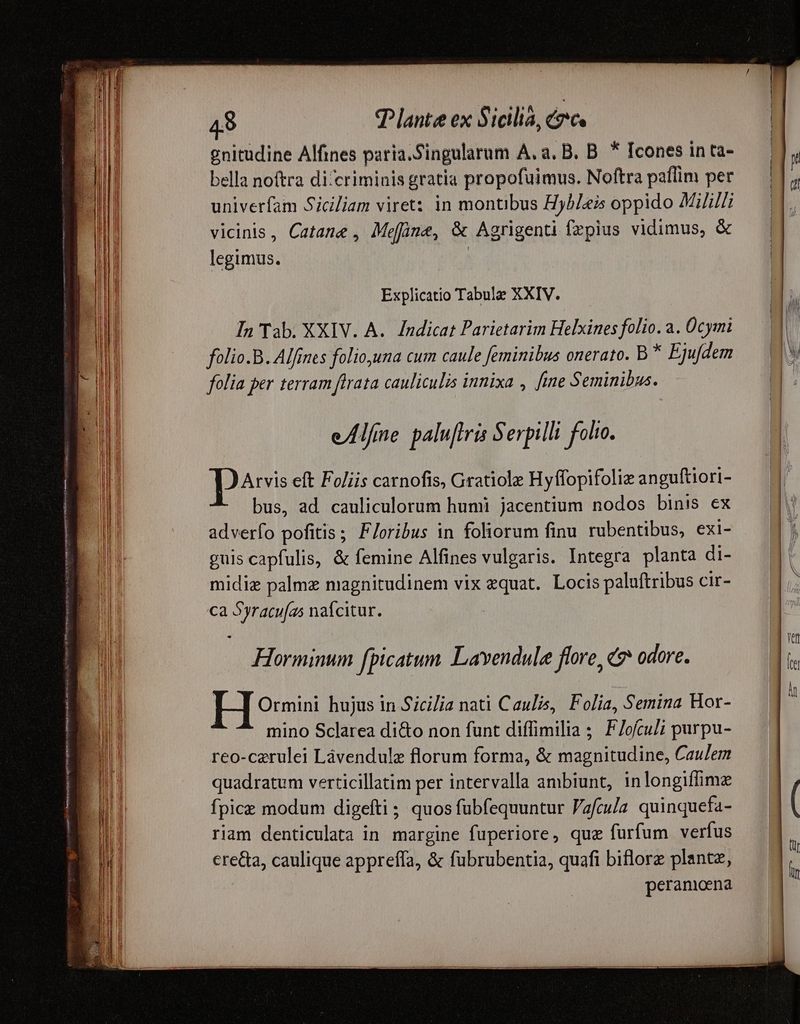 vrl Ta gars ng DUTVAYIYTERY EPIRI TW HESSE ems iid 48 T lante ex Sicilia, crc gnitudine Alfines paria.Singularum A. a. B. B. * Icones in ta- bella noftra diccriminis gratia propofuimus. Noftra paflim per univerfam Siciliam viret: in montibus Hyblei oppido Milil/ vicinis , Catane , Meffine, &amp; Agrigenti fzpius vidimus, &amp; legimus. ' In Tab. XXIV. A. Indicat Parietarim Helxines folio. a. Ücymi folio.B. Alfines folio,una cum caule feminibus onerato. B * Ejufdem folia per terram firata cauliculis innixa , [ine S eminibus. eAlfne paluftris Serpilli folio. Arvis eft Foliis carnofis, Gratiolz Hyffopifoliz anguftiori- *- bus, ad cauliculorum humi jacentium nodos binis ex adverfo pofitis; Floribus in foliorum finu. rubentibus, exi- guis capfulis, &amp; femine Alfines vulgaris. Integra planta di- midie palme magnitudinem vix equat. Locis paluftribus cir- ca Syracu(as nafcitur. Horminum fpicatum Lavendule flore, € odore. H Ormini hujus in Sicilia nati Caulis, Folia, Semina Hor- mino Sclarea di&amp;o non funt diffimilia ; F/ofcu/; purpu- reo-cerulei Làvendule florum forma, &amp; magnitudine, Caulem quadratum verticillatim per intervalla ambiunt, inlongifimz fpice modum digefti ; quos fubfequuntur Vafcula quinquefa- riam denticulata in margine fuperiore, quz furfum verfus erecta, caulique appreffa, &amp; fubrubentia, quafi biflorz plante, peramoena [i